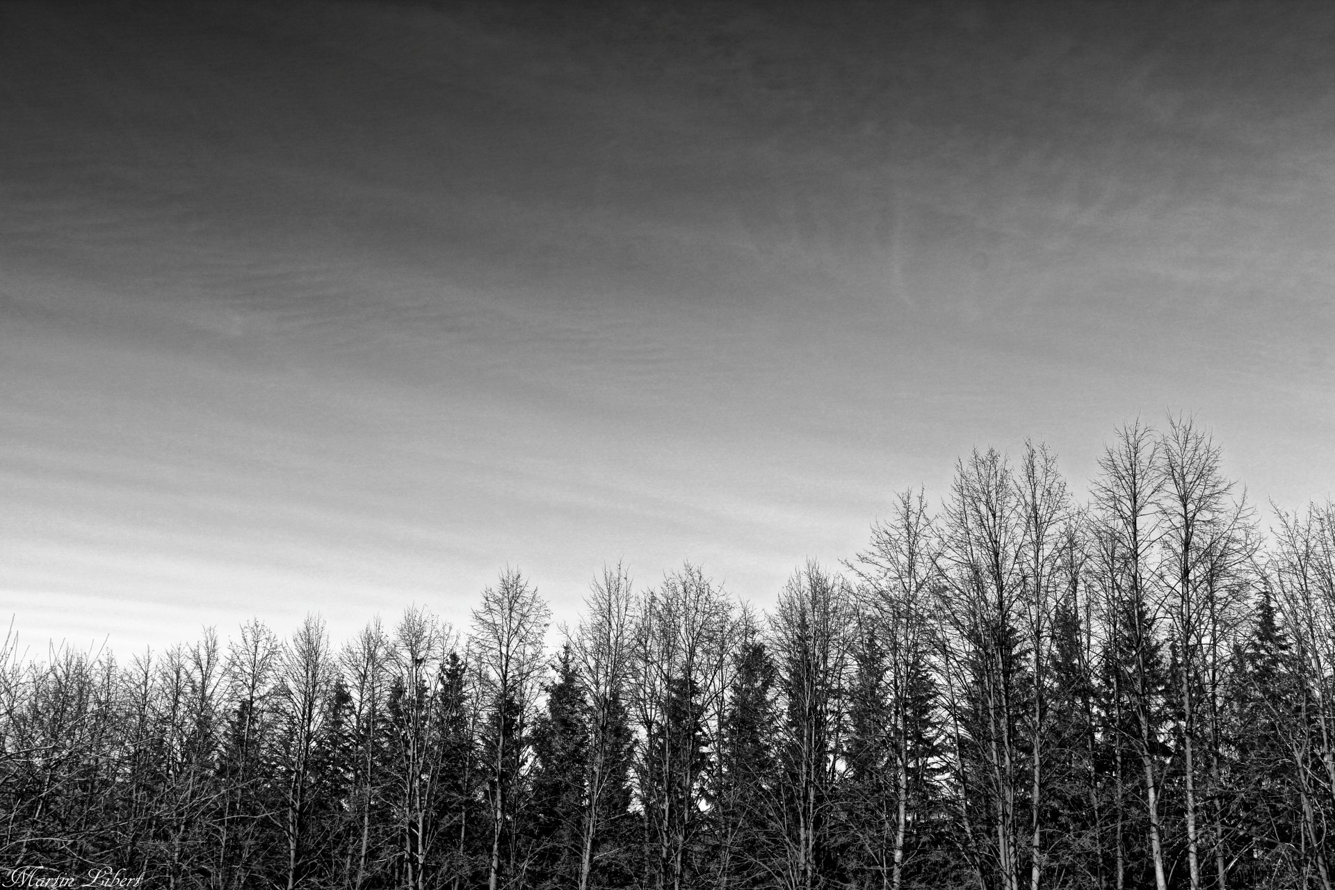 callejón bosque blanco y negro gótico cielo