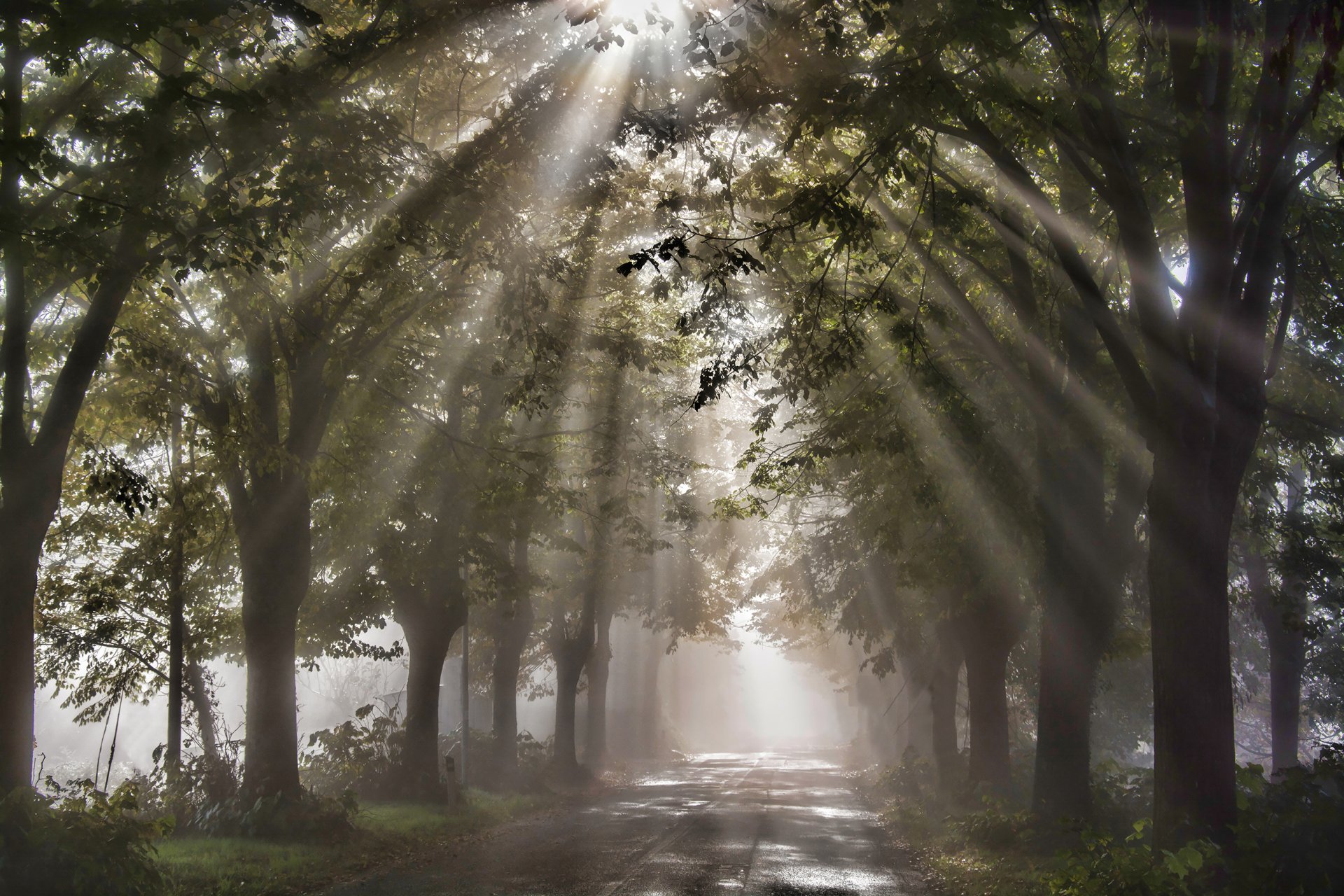 alberi fogliame natura strada