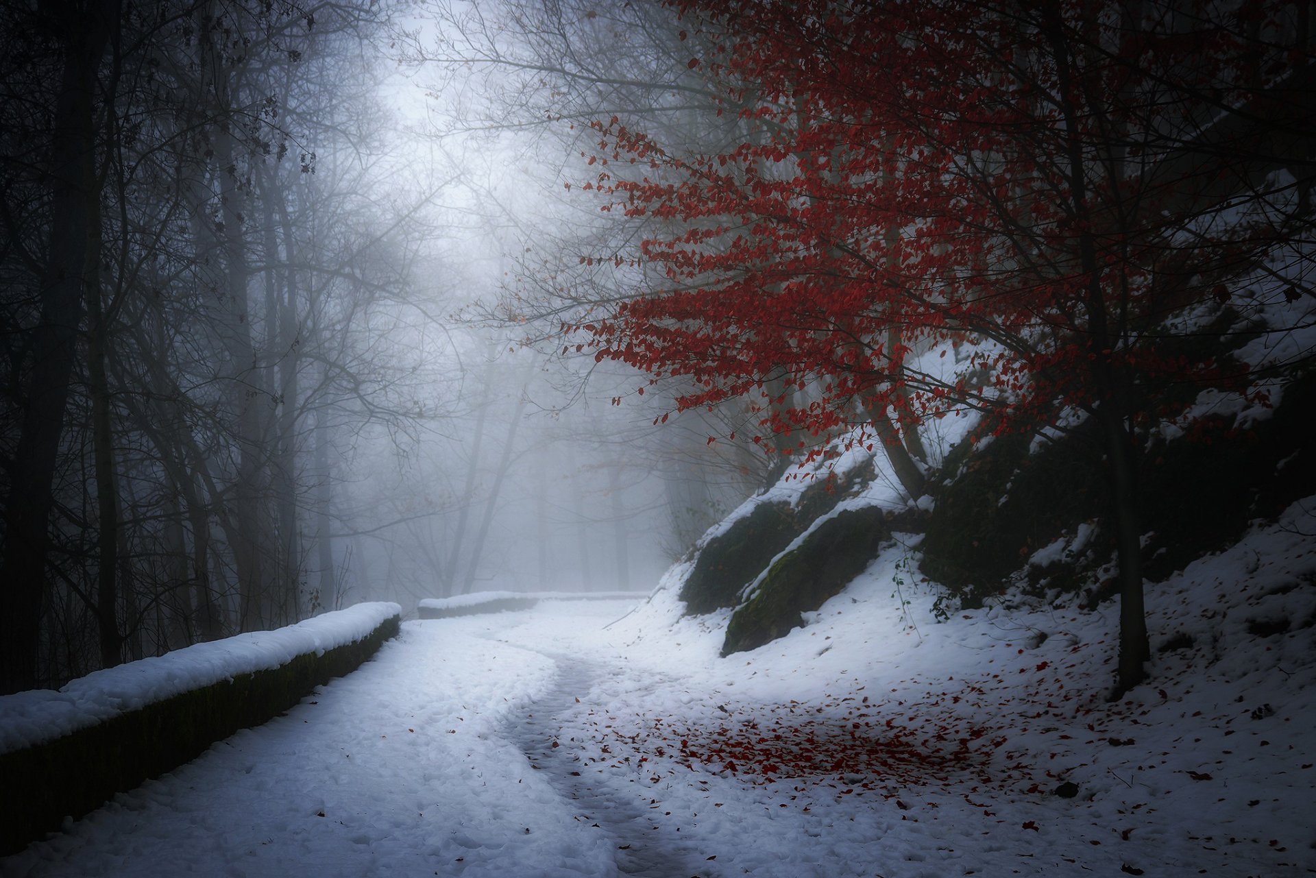 nature winter autumn tree red leaves snow road haze