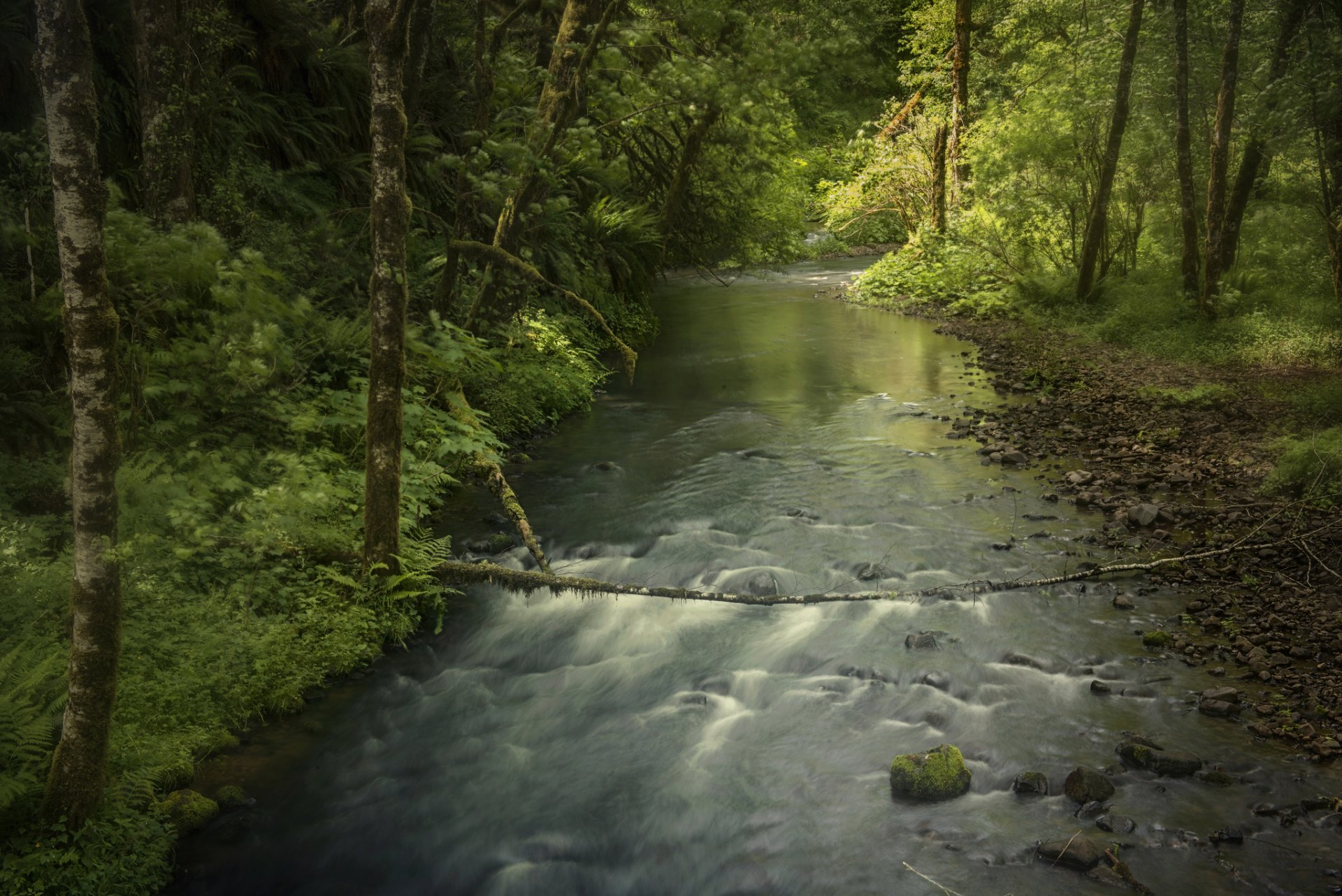 foresta alberi fiume ruscello