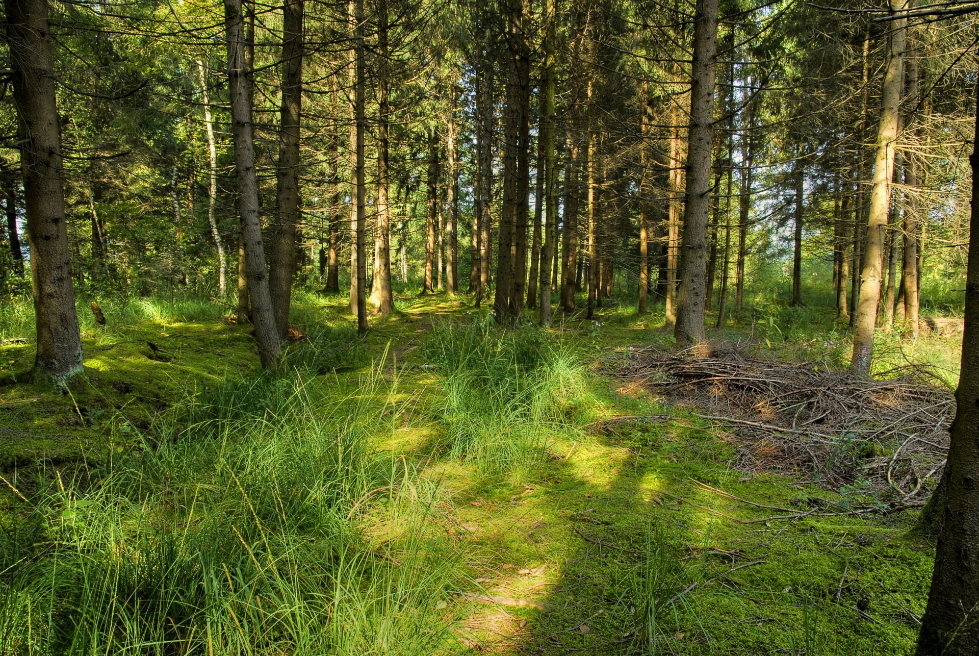 bosque árboles hierba verano