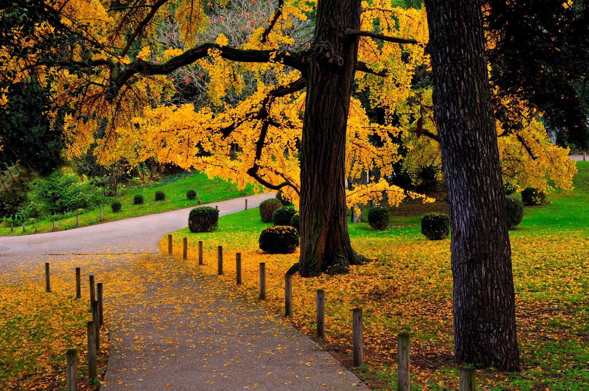 natur wald park bäume blätter bunt straße herbst herbst farben zu fuß