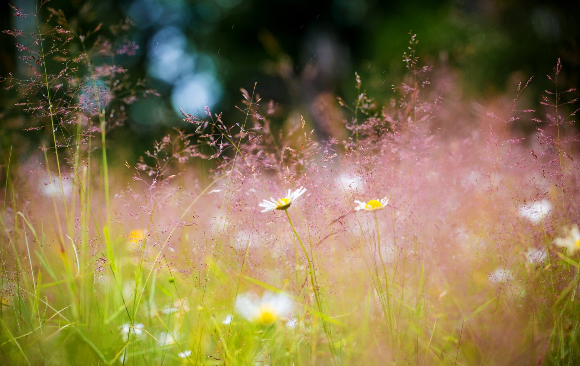 łąka trawa stokrotki kwiaty lato bokeh natura