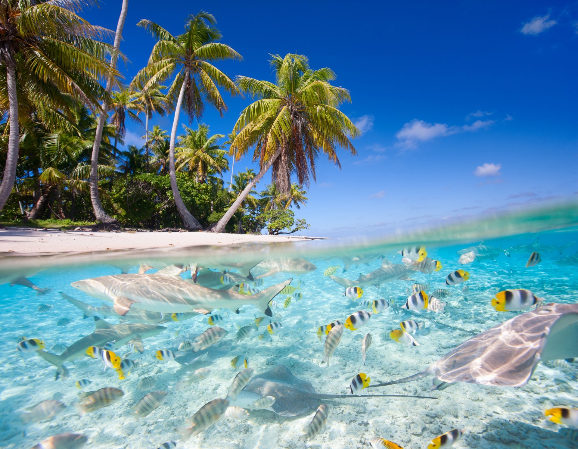 naturaleza trópicos mar playa palmeras peces tiburones