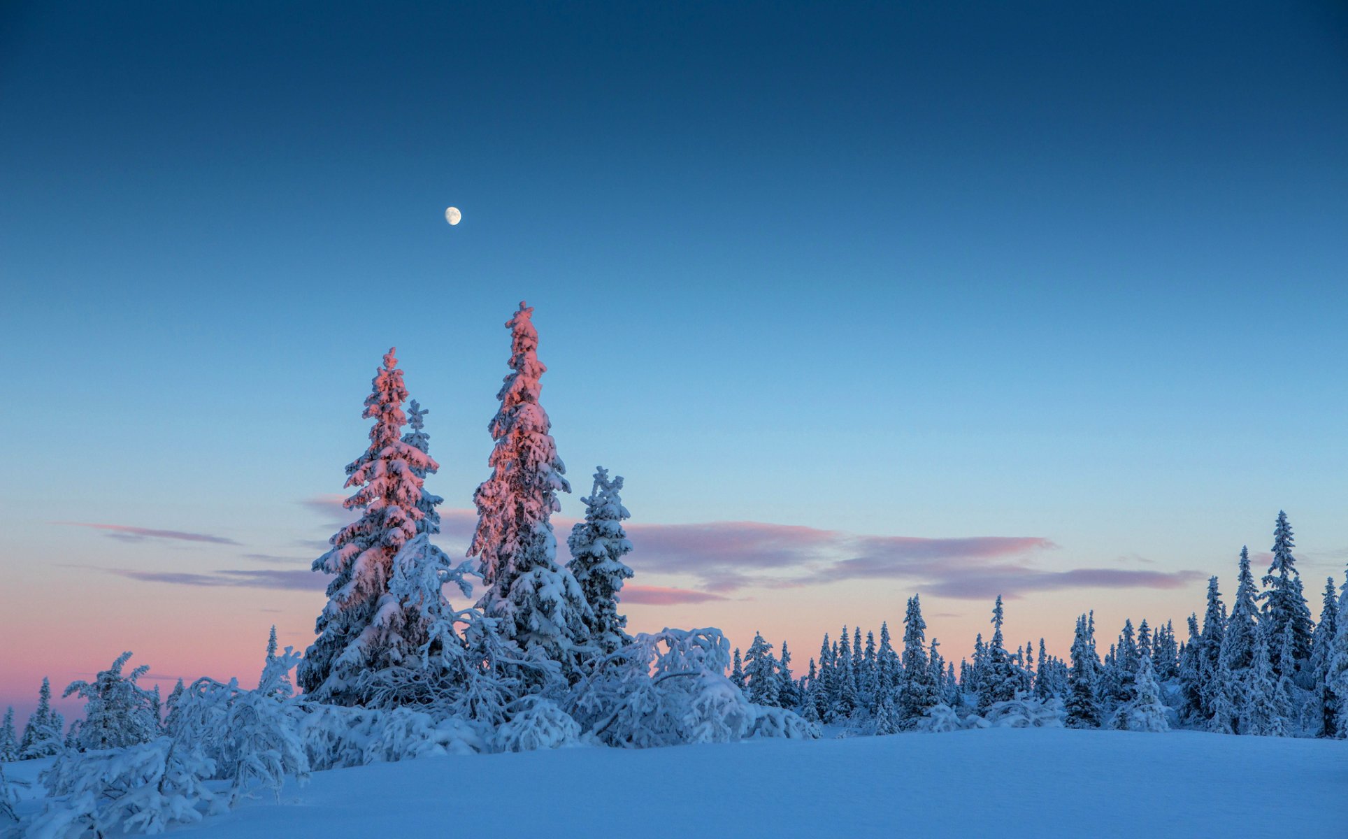 ciel soir lune forêt hiver arbres neige