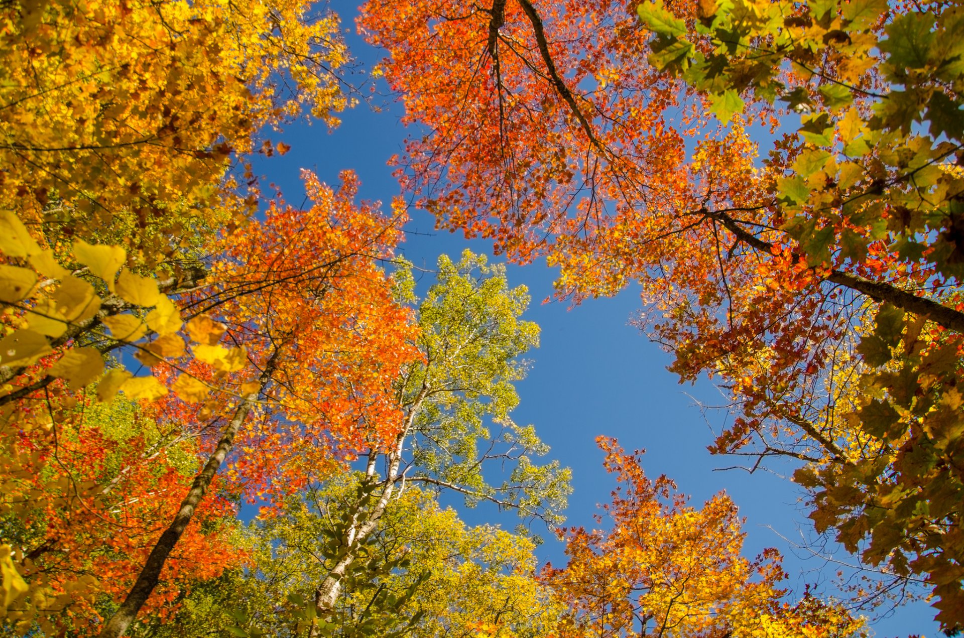 cielo árboles hojas corona otoño