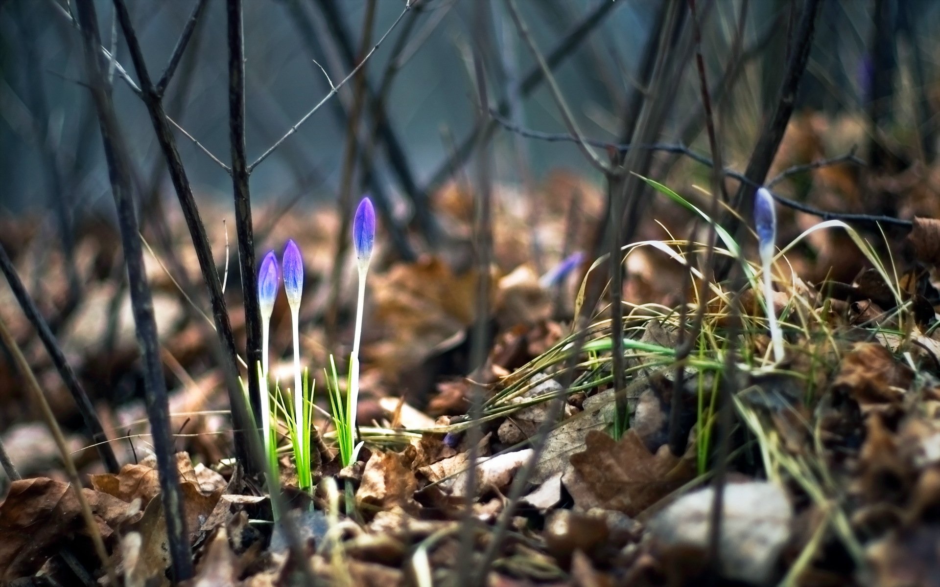 primavera fiori natura