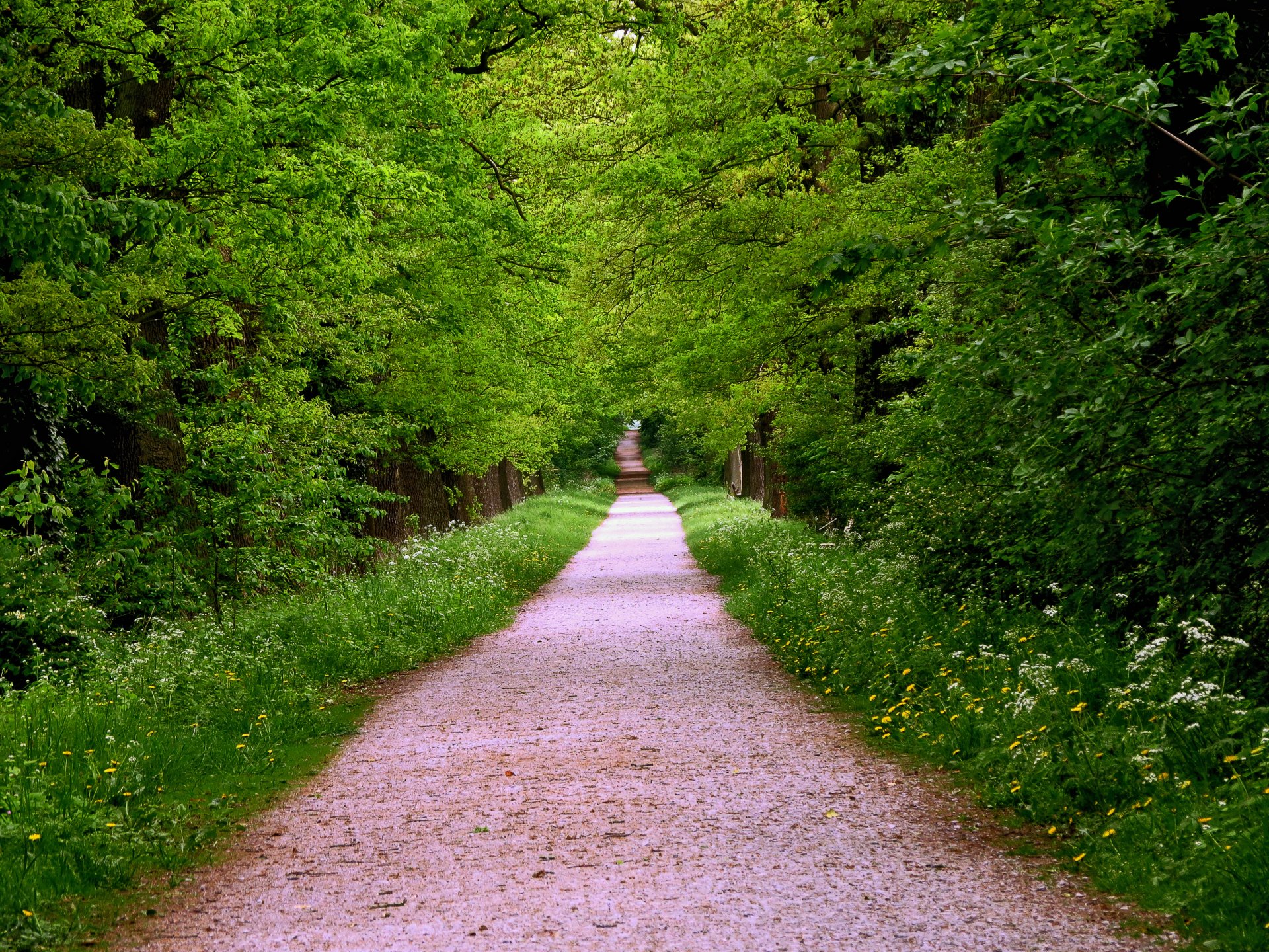 forêt arbres herbe sentier route