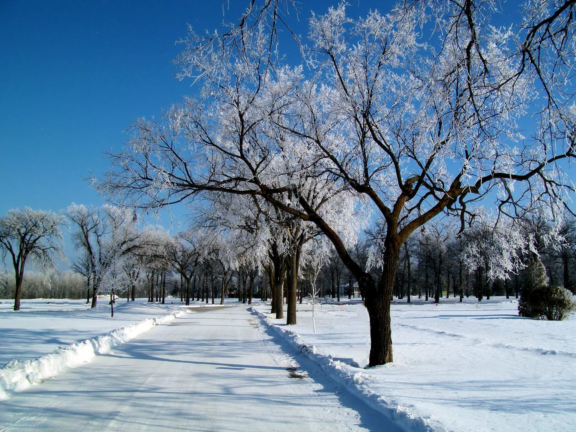 cielo invierno nieve escarcha carretera paisaje árboles escarcha