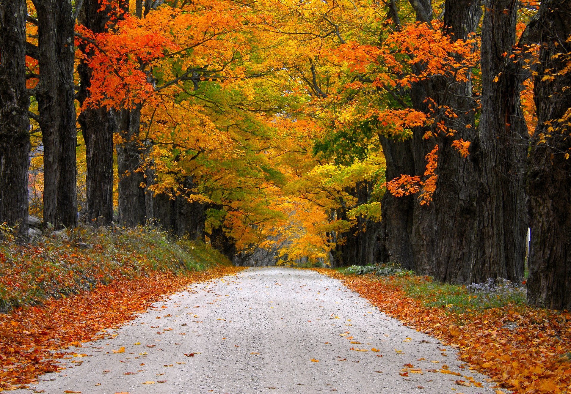 natura alberi montagna foglie colorato strada autunno caduta colori passeggiata