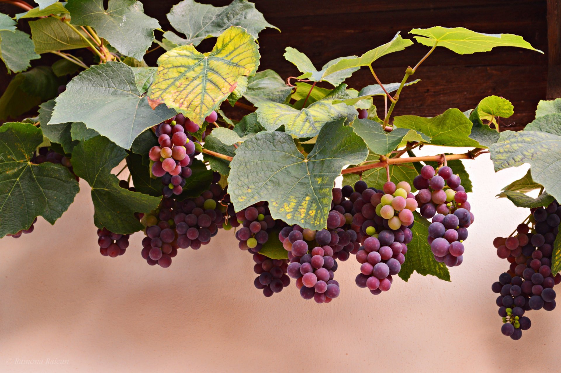 uvas rojo vid racimos bayas hojas otoño