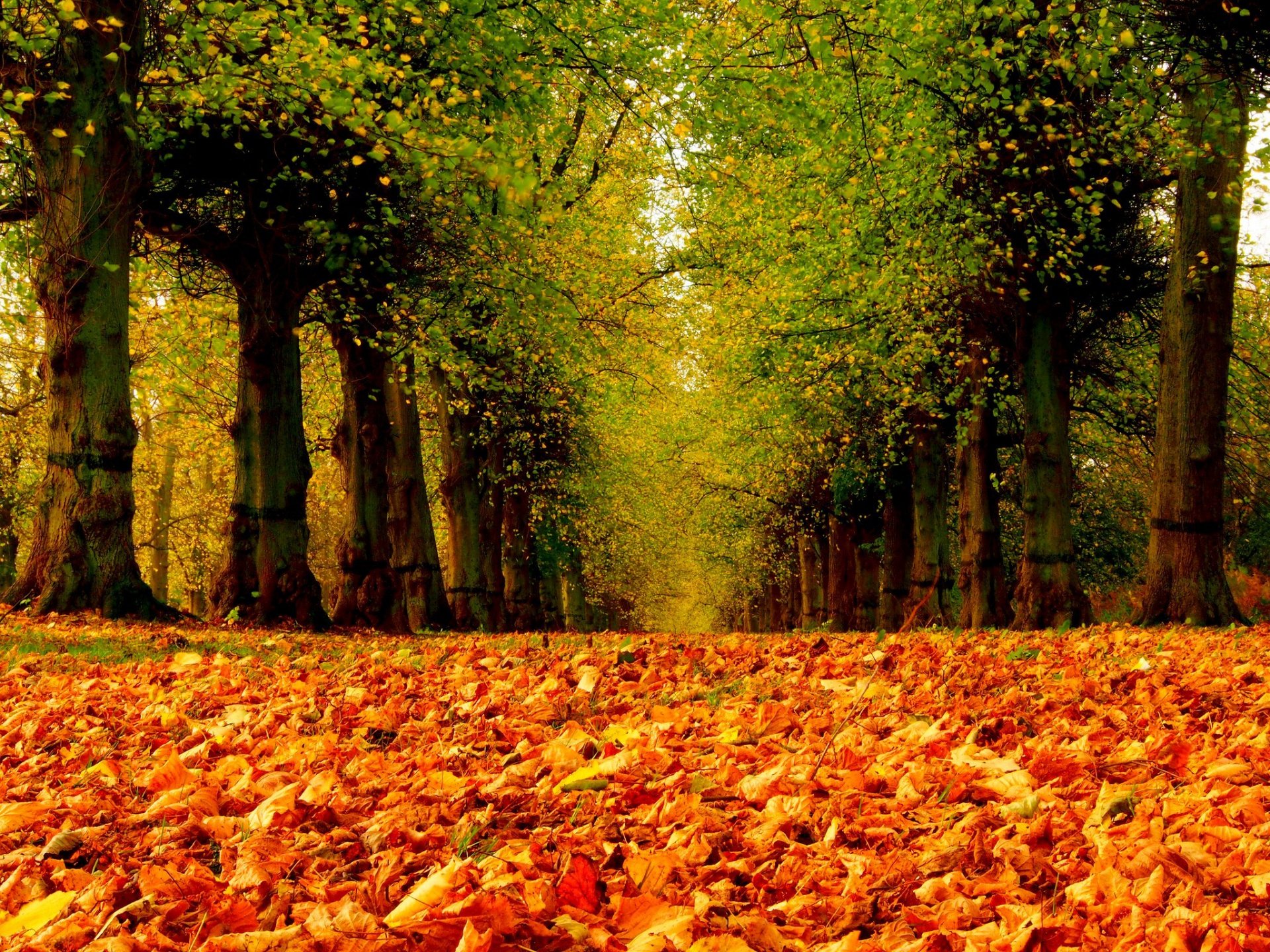 nature forest park trees leaves colorful road autumn fall colors walk