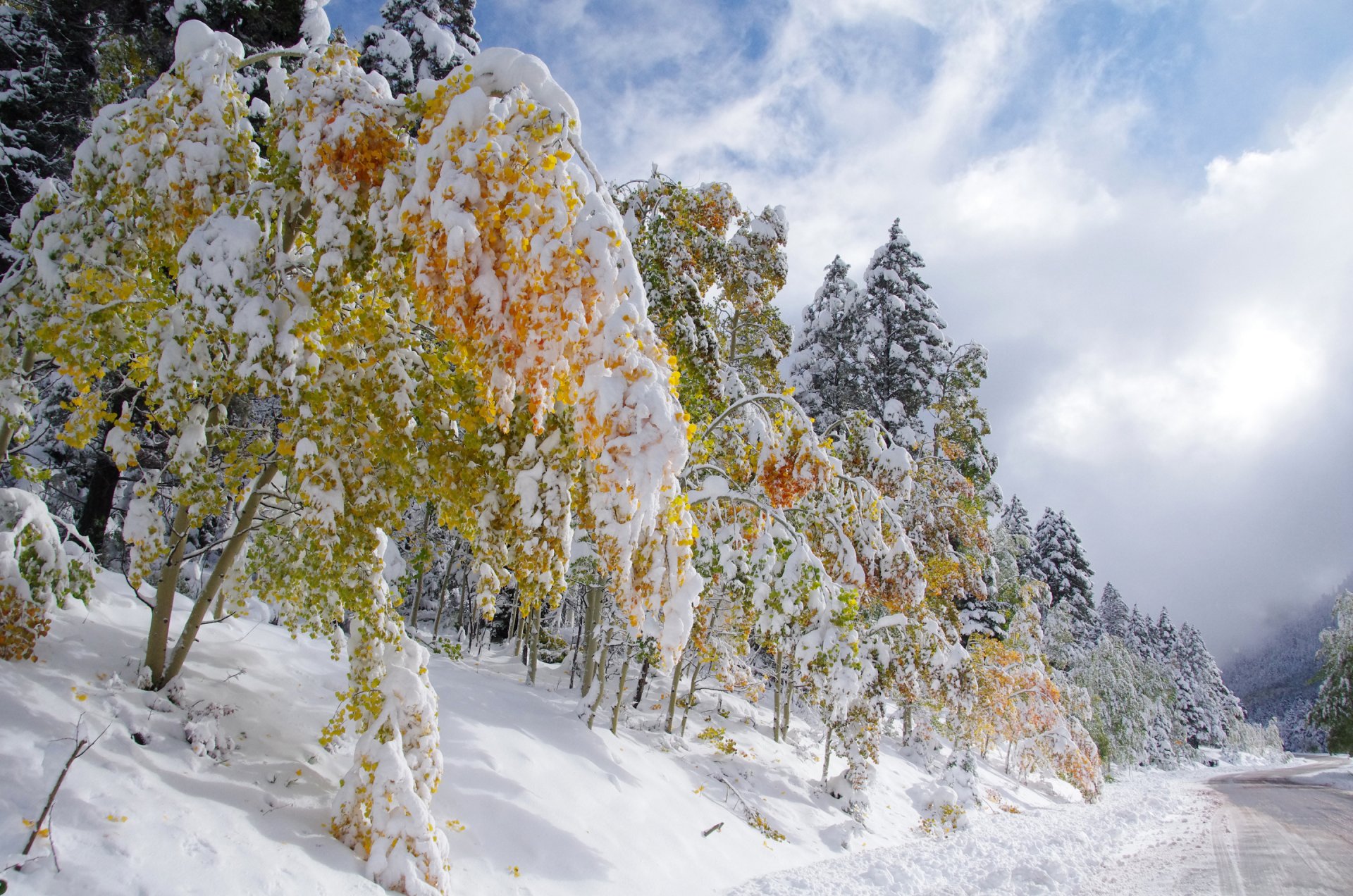 ciel nuages route automne hiver neige arbres feuilles