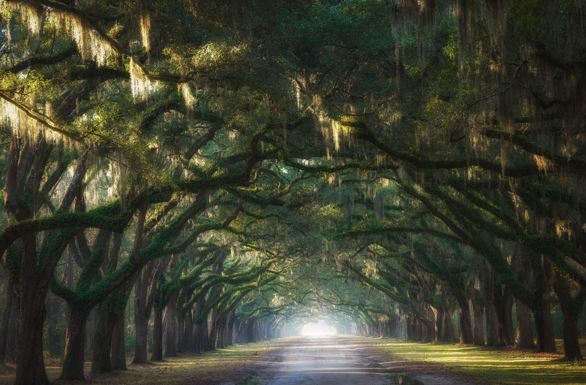 natura percorso strada alberi rami volta vicolo arco luce