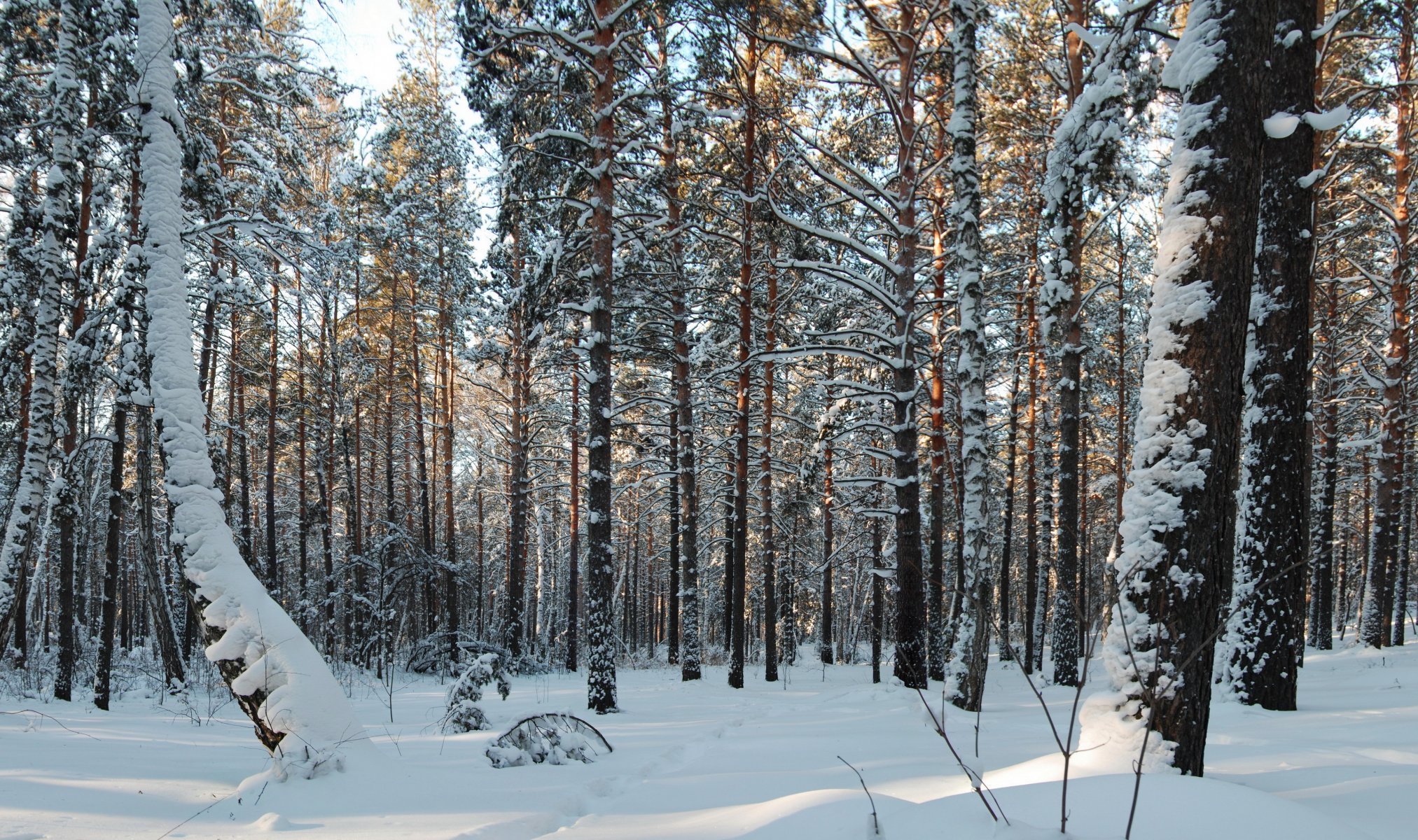 wald bäume schnee natur foto