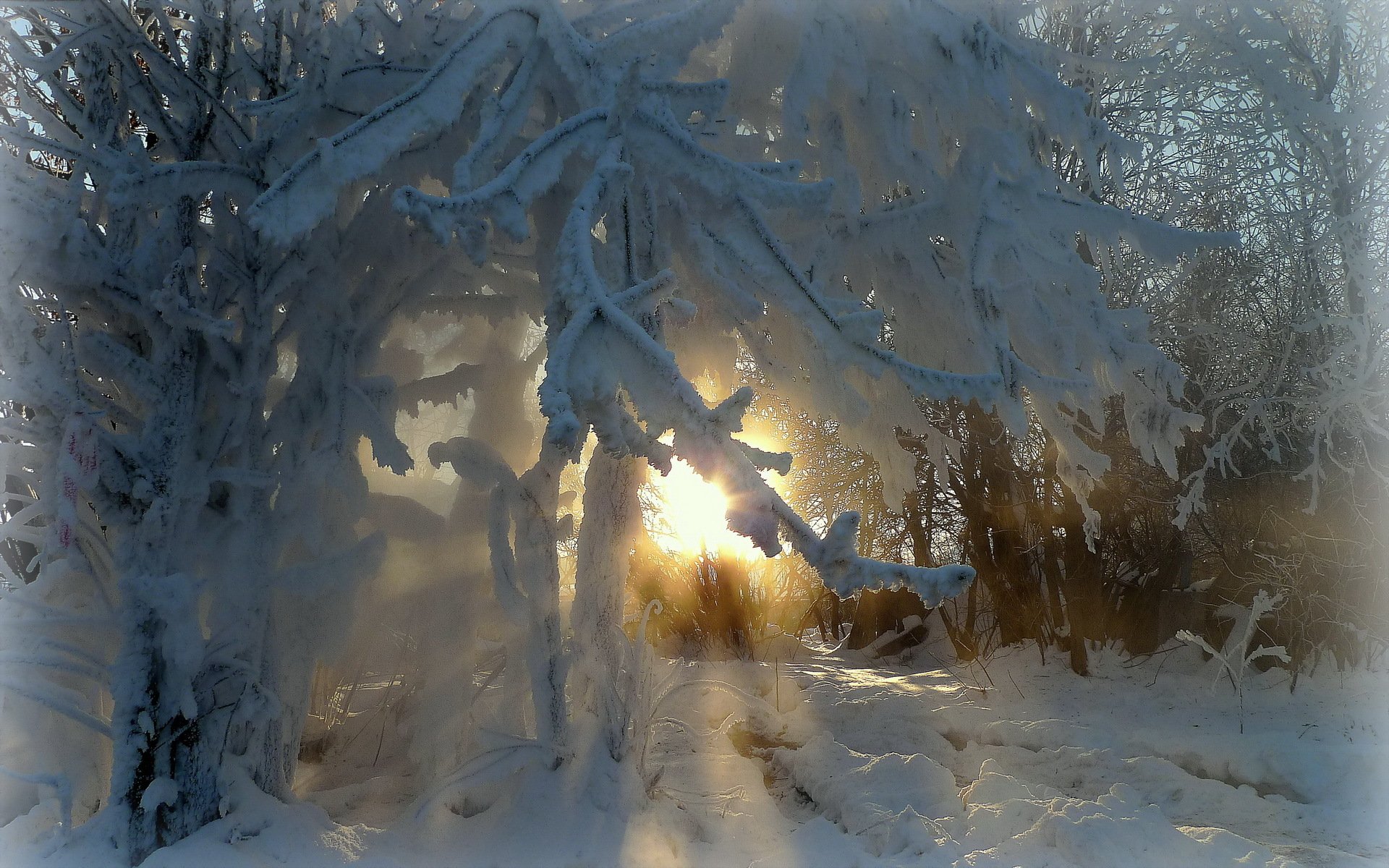 branches arbres hiver givre beauté rayons