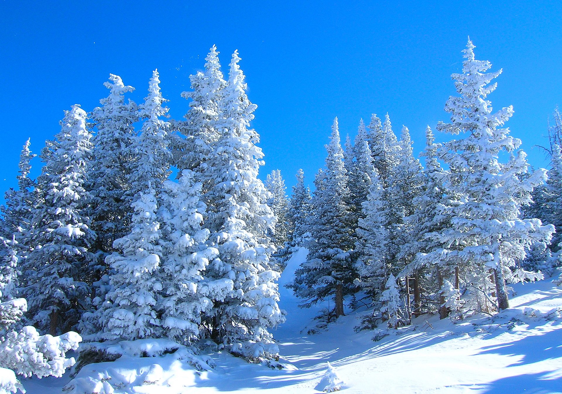 ciel forêt hiver arbres neige pente sapin