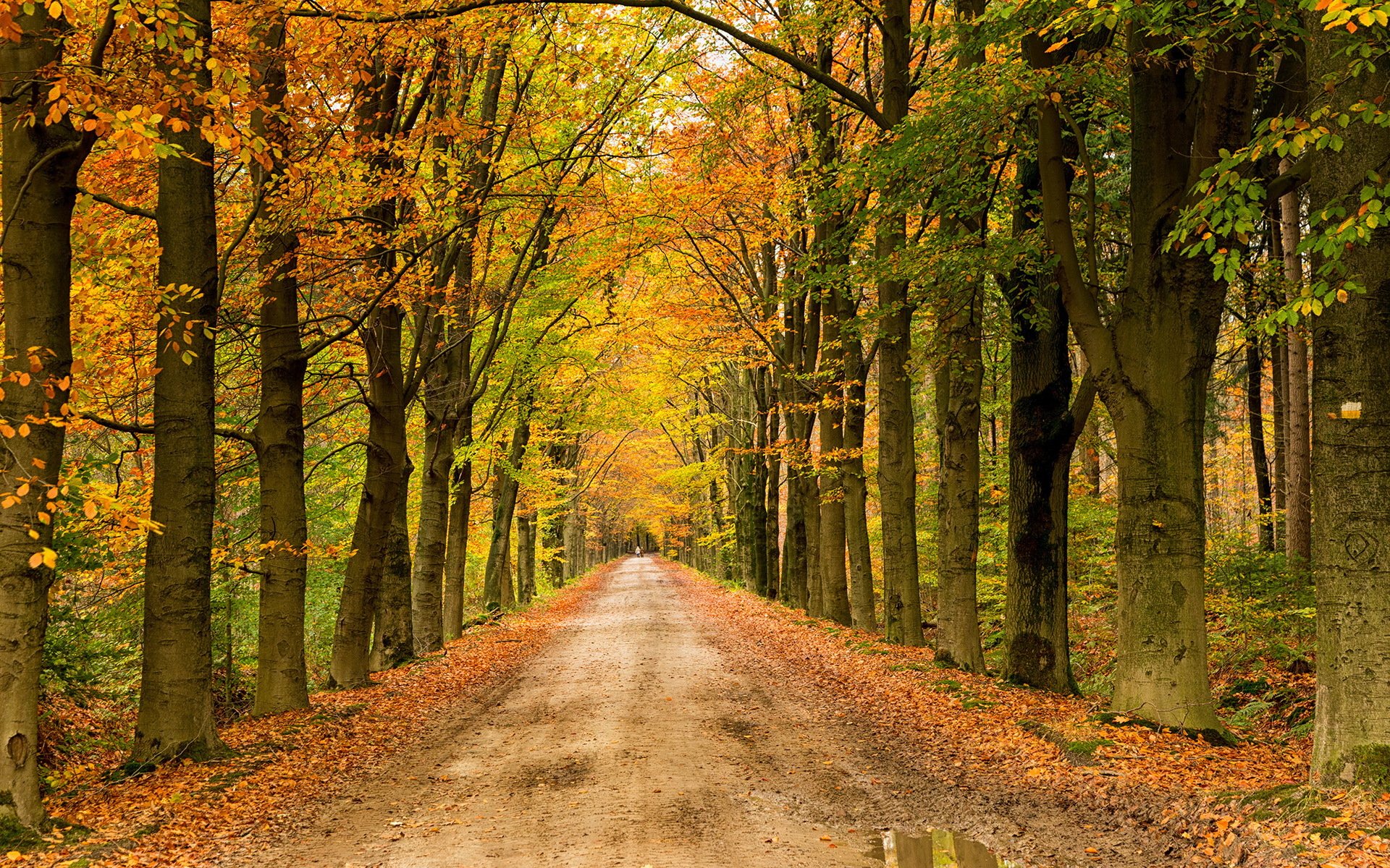 autumn road landscape