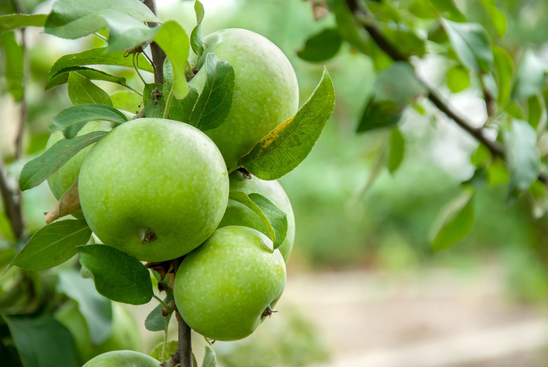 tree branch leaves apples ripening branch