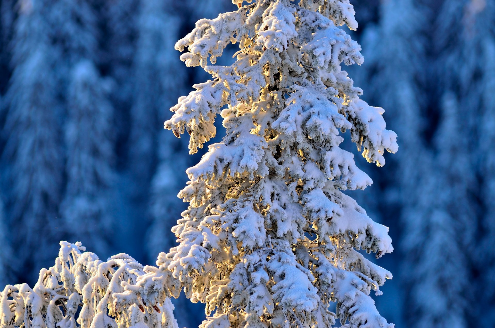 immobilier hiver hiver sapin neige