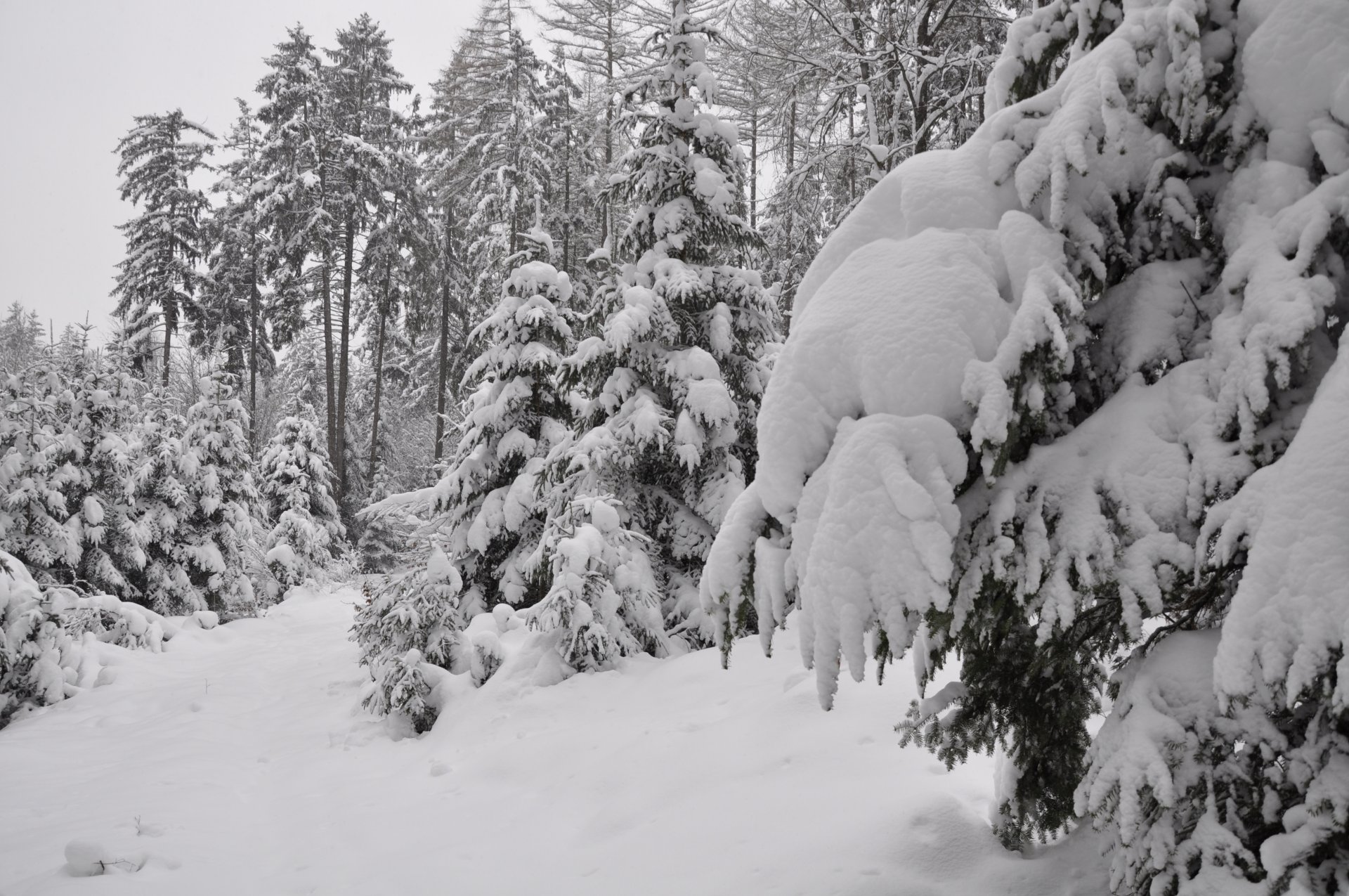 forêt neige hiver