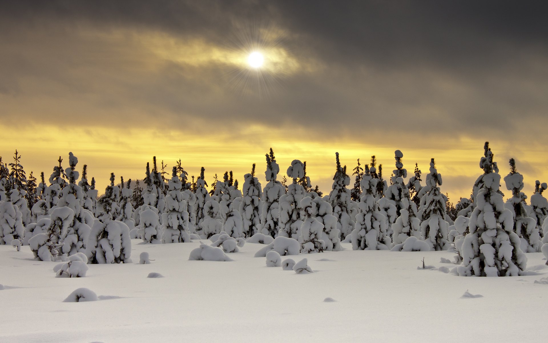 árboles nieve invierno naturaleza