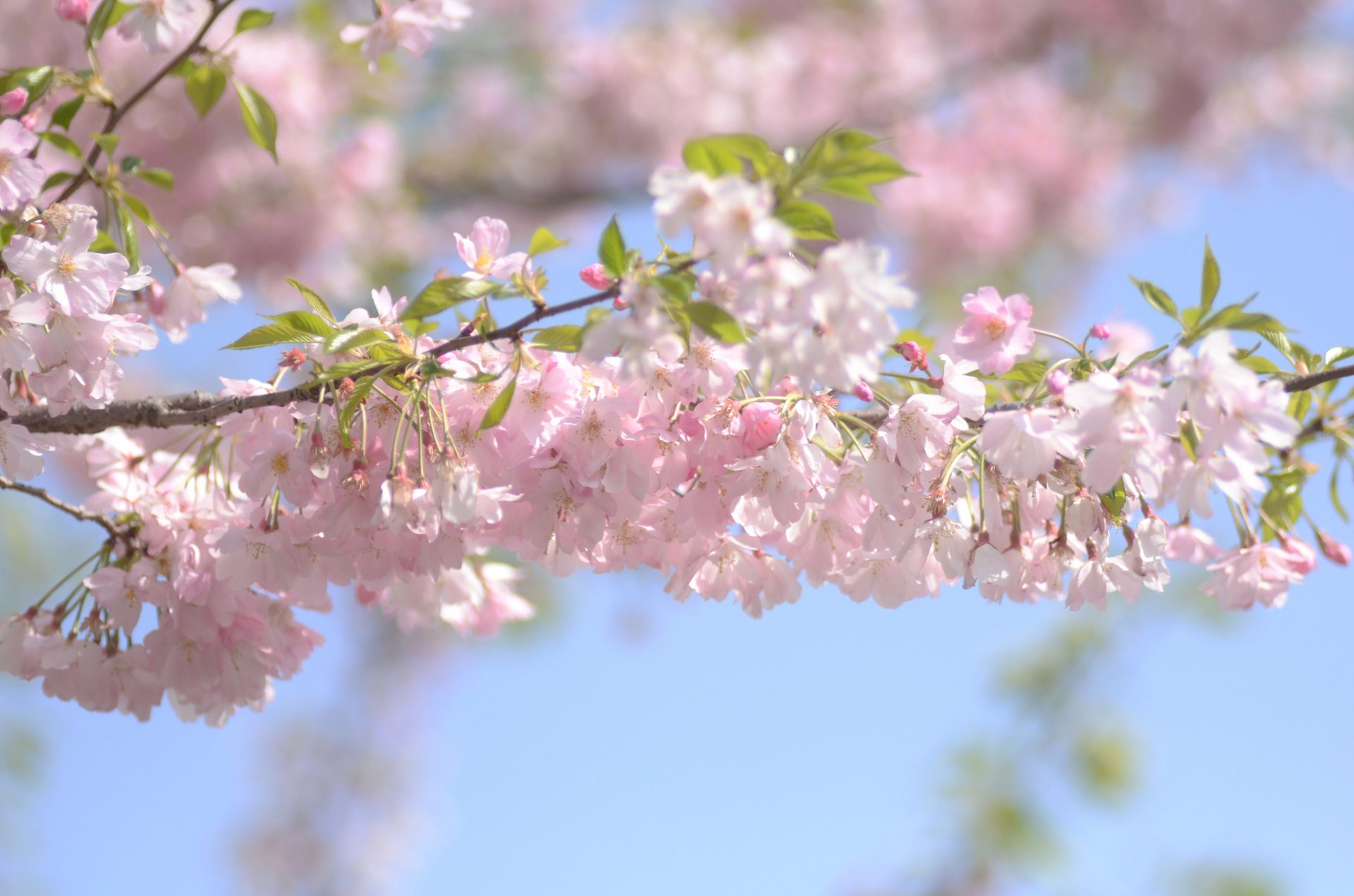 cerise fleur branche