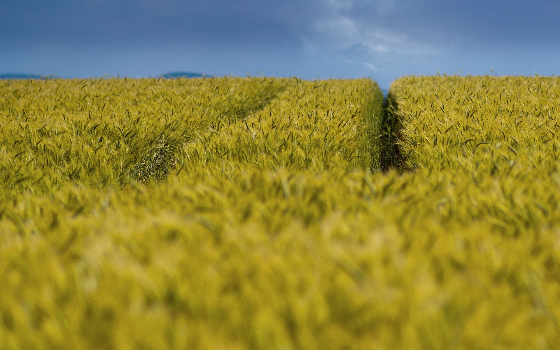 campo spighe estate natura paesaggio