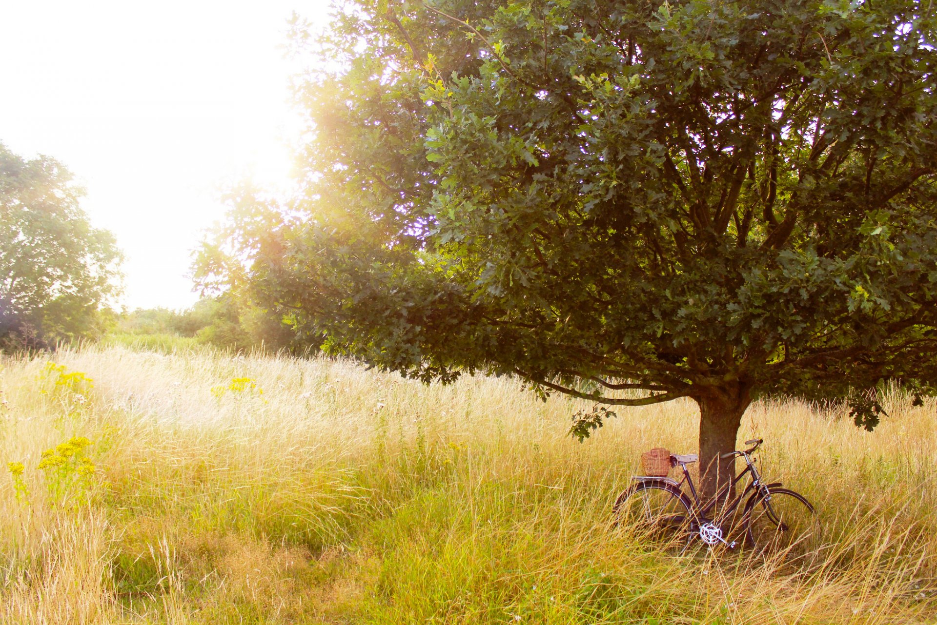 baum bäume gras pflanzen lichtung fahrrad sommer natur