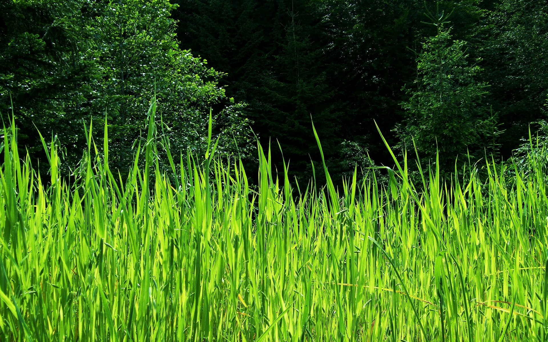 verano árboles juncos vegetación