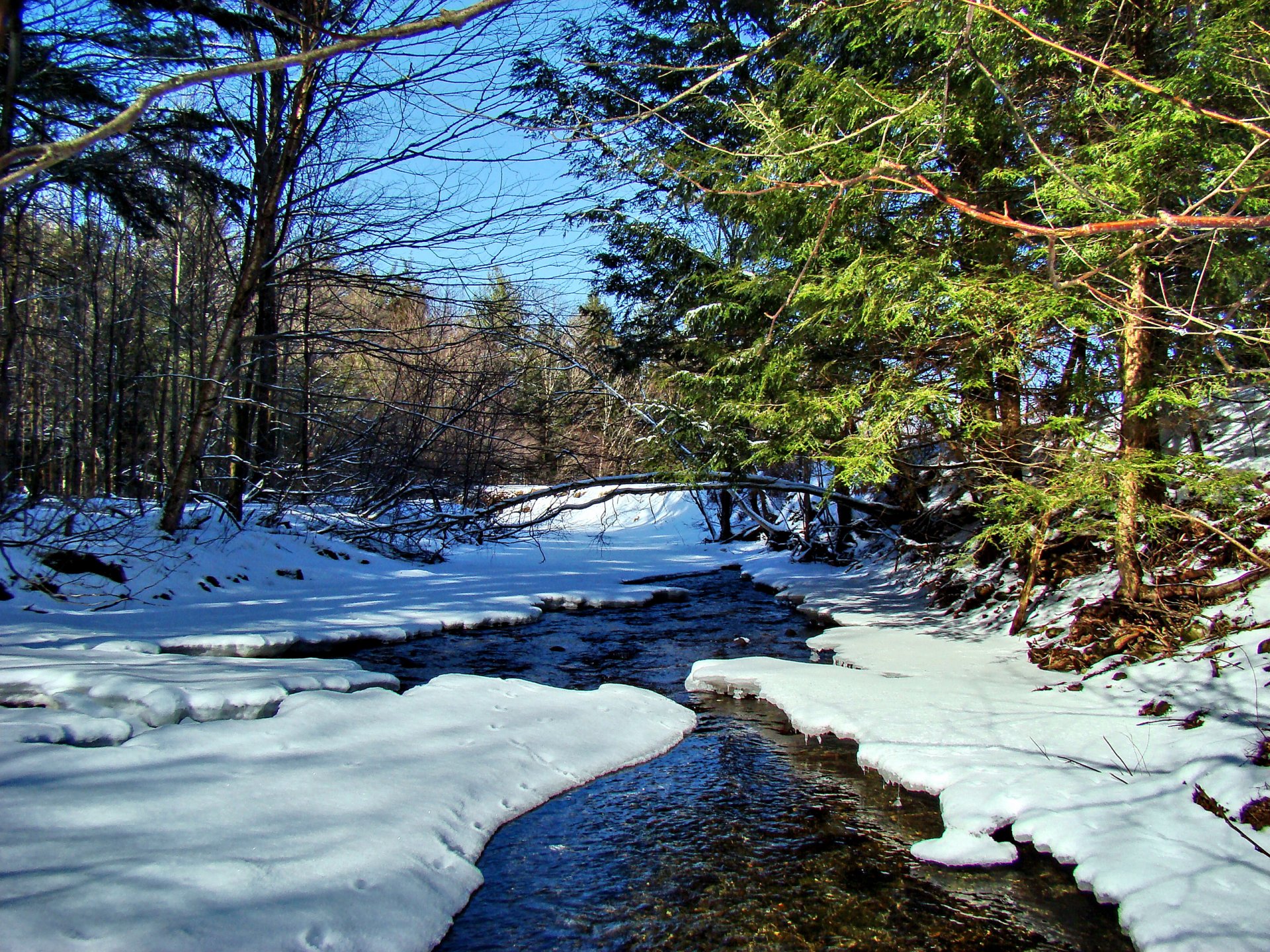 ciel forêt arbres neige rivière ruisseau printemps paysage