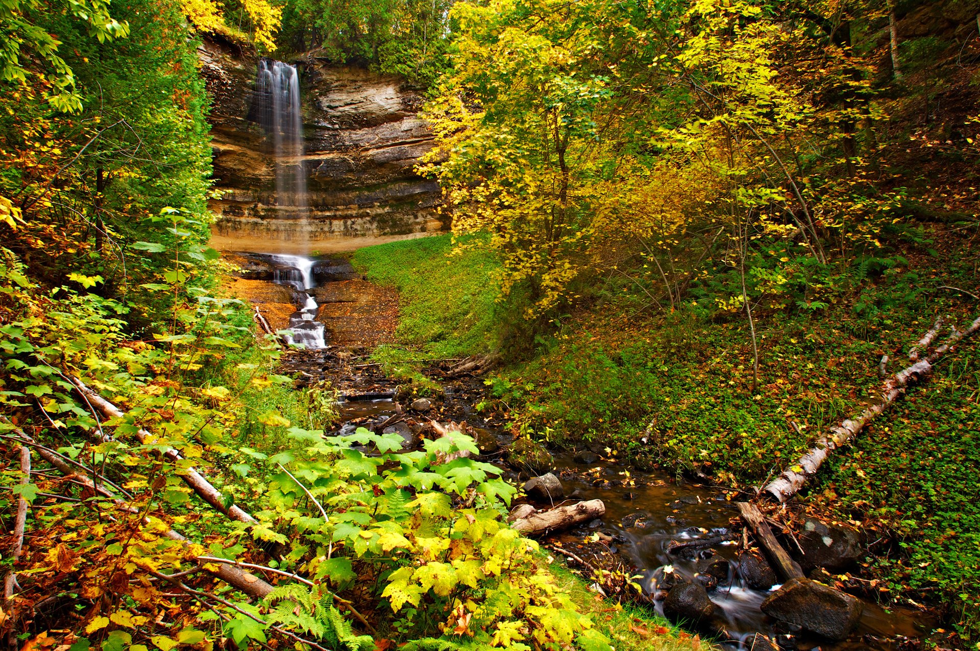 forest tree autumn leaves rock waterfall feed