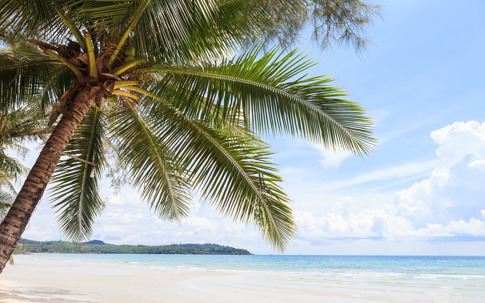 palme blätter baum meer