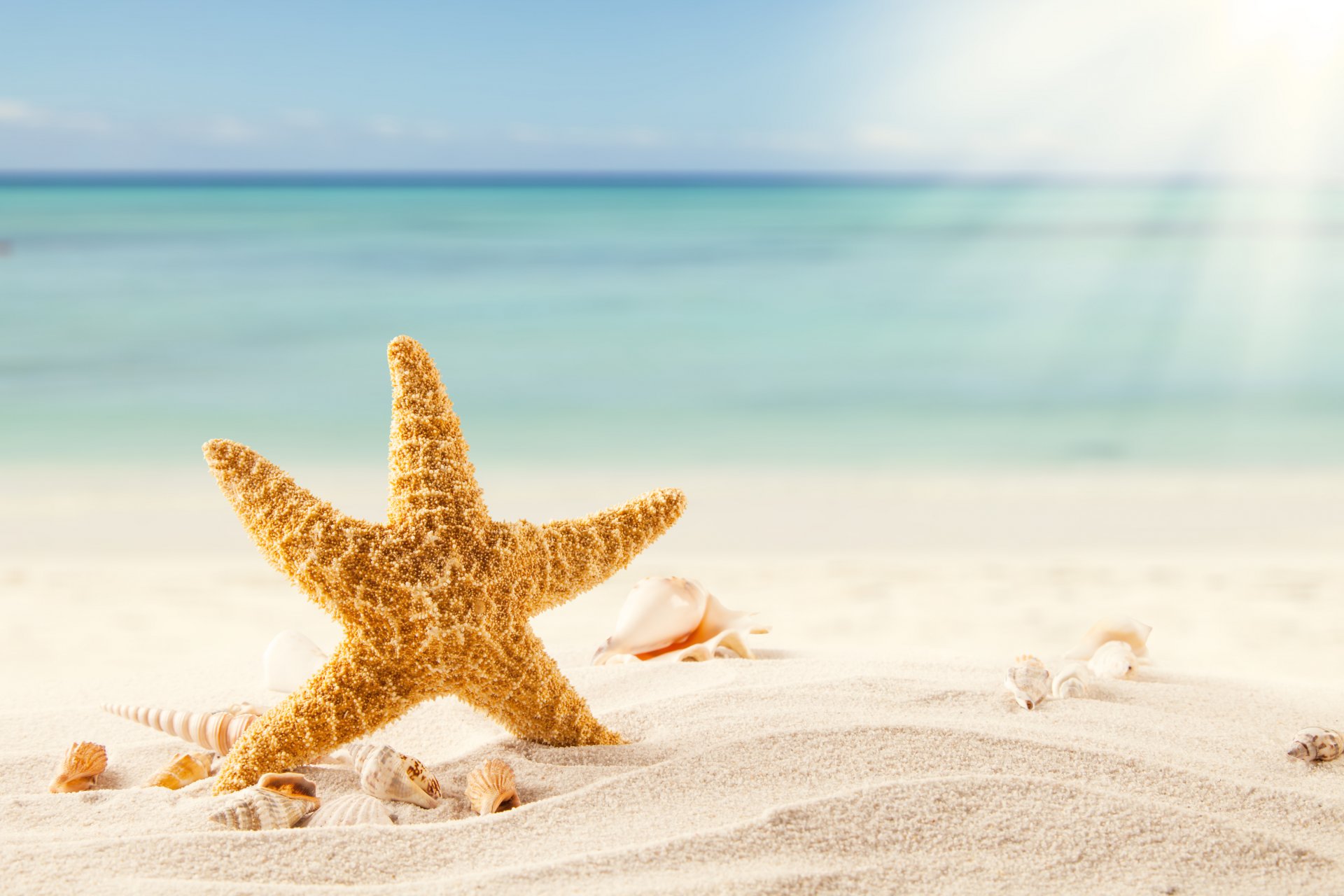 tropen meer strand sand muscheln seestern muscheln sterne