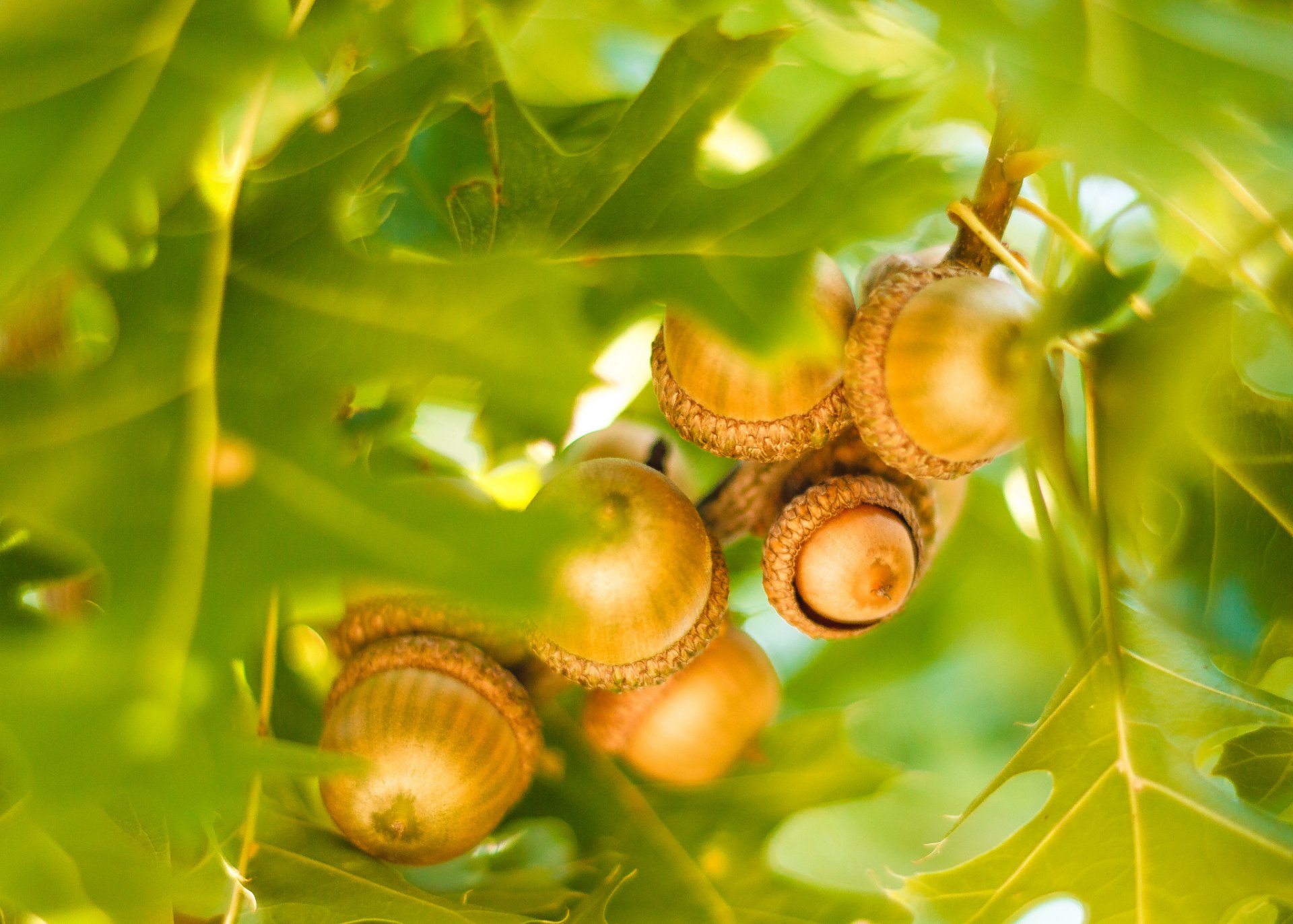 natur blätter eiche herbst