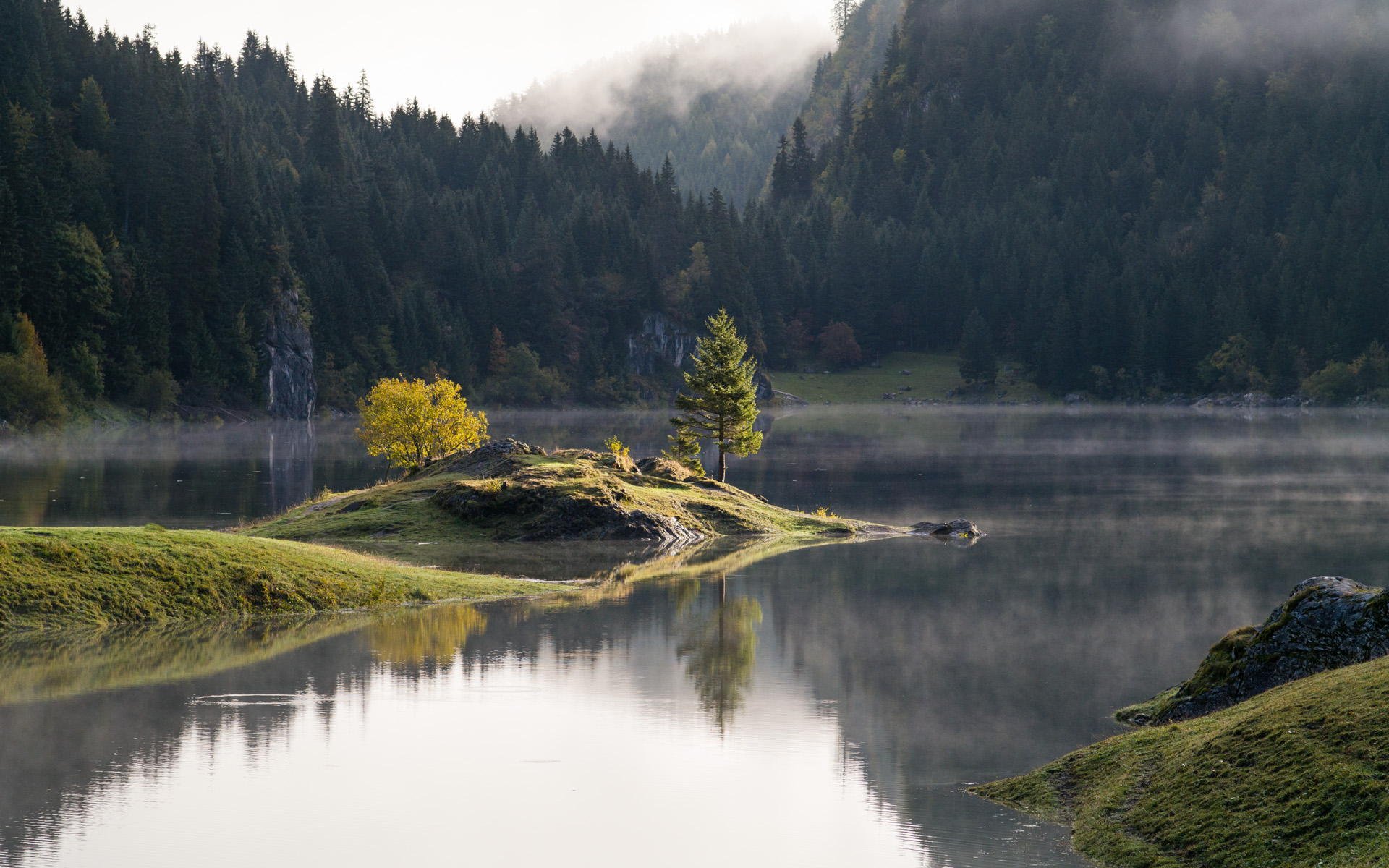 natura foresta lago alberi