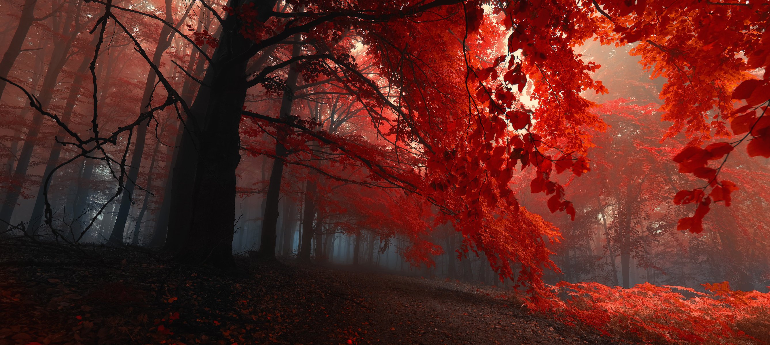 forest tree autumn leaves purple night fog