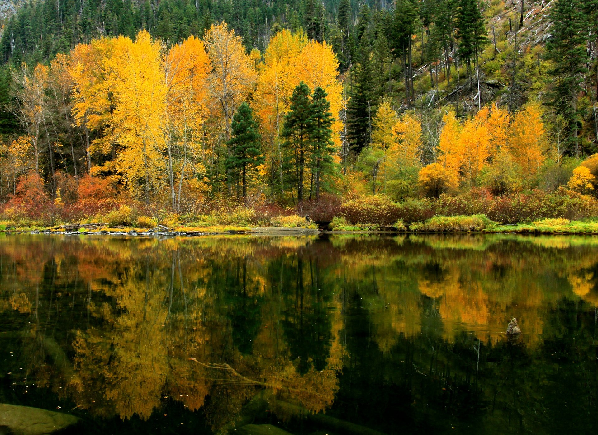 forest slope lake tree reflection autumn