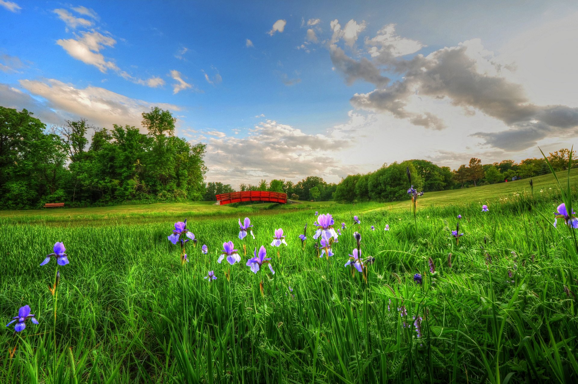 bridge meadow flower sky clouds bench picnic