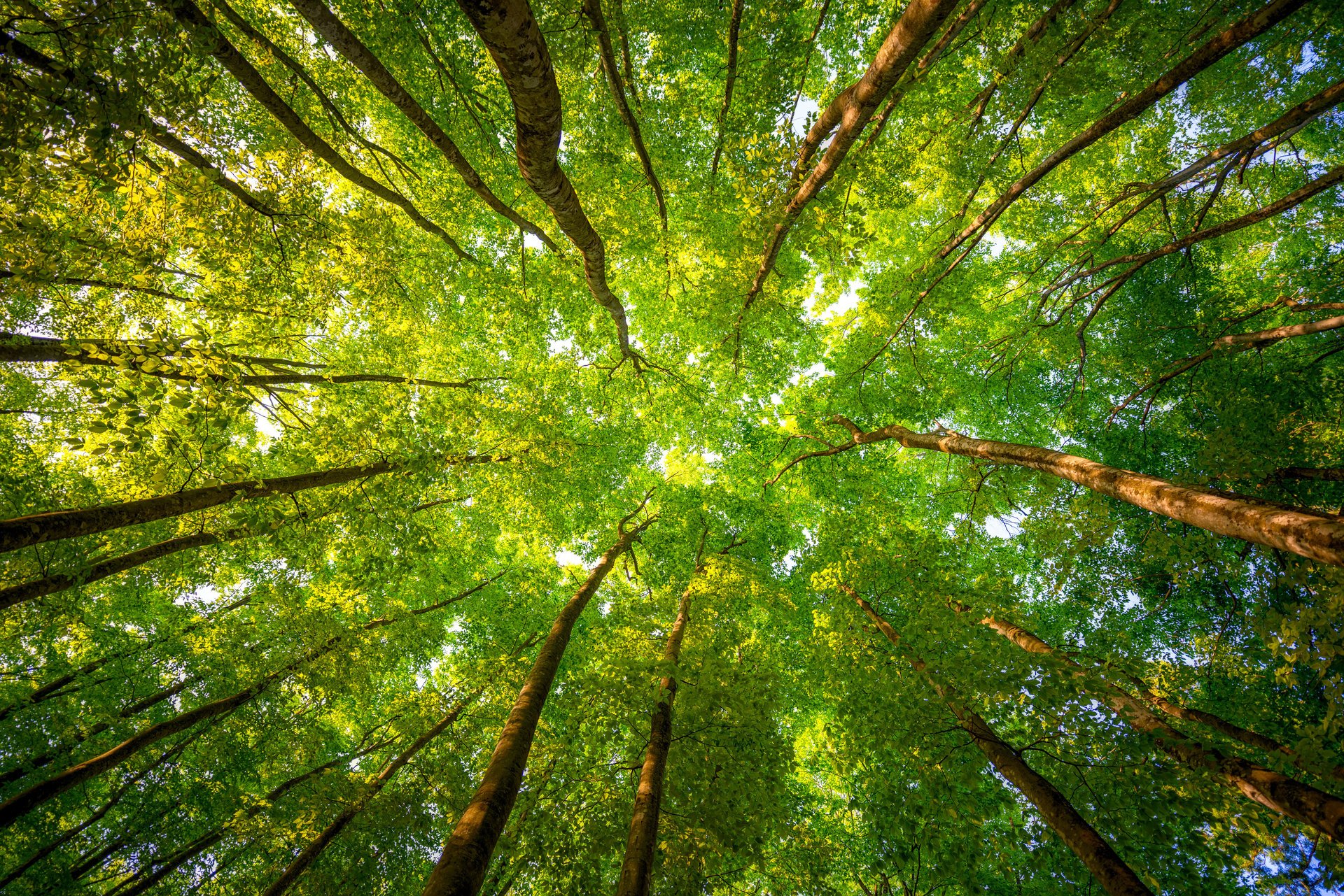 foresta alberi rami foglie luce del mattino verde rami