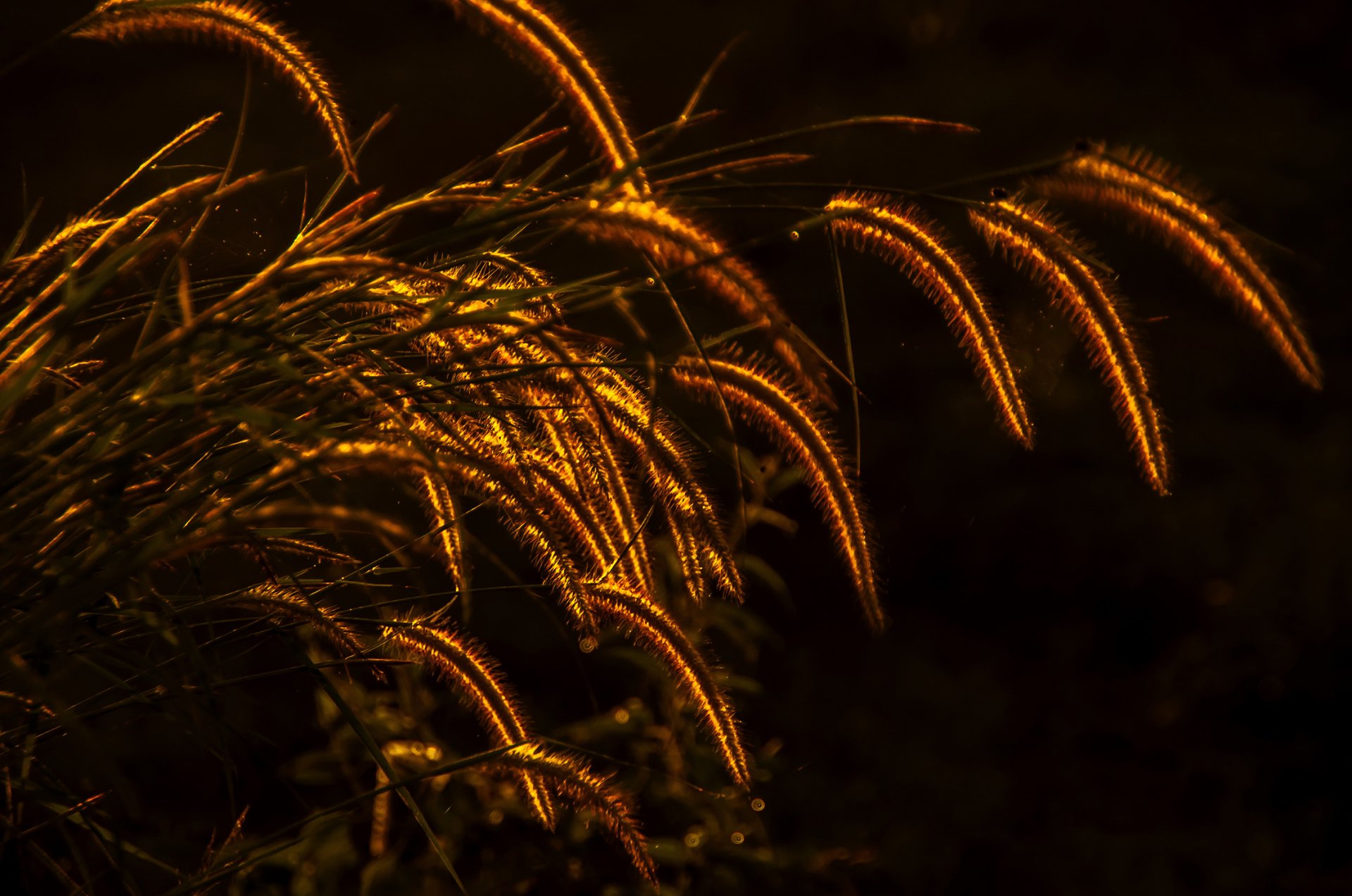 planta hierba espiguillas iluminación