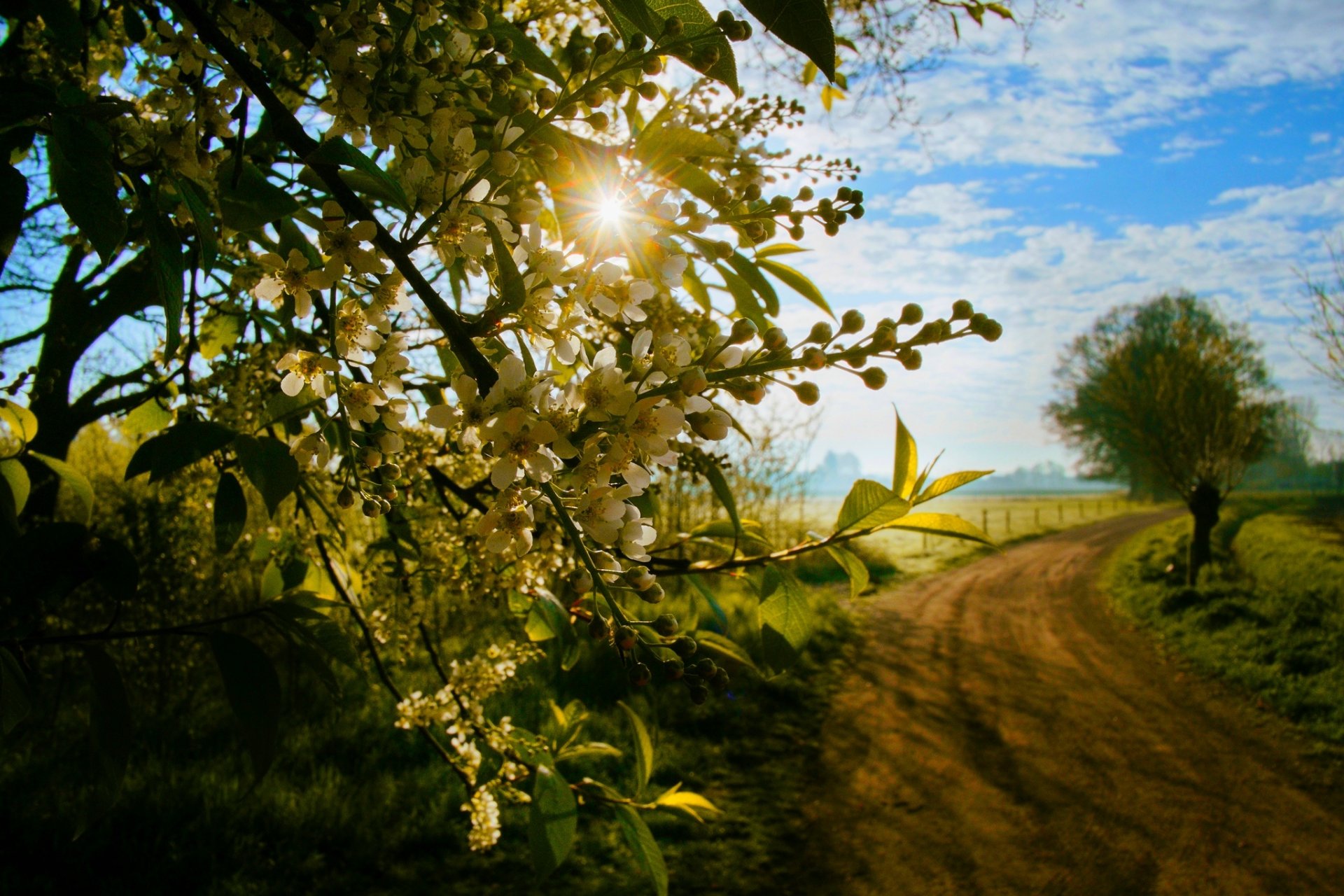 natur frühling ansicht zu fuß gras bäume straße sonnenuntergang wald feld ansicht frühling