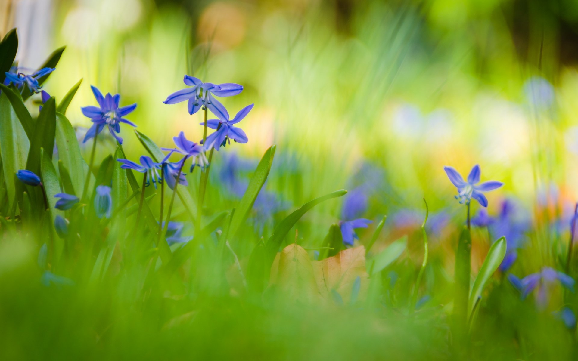 blumen natur sommer