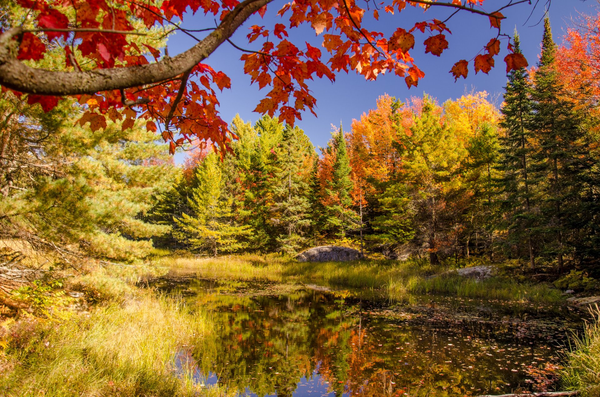 ciel forêt étang lac arbres automne