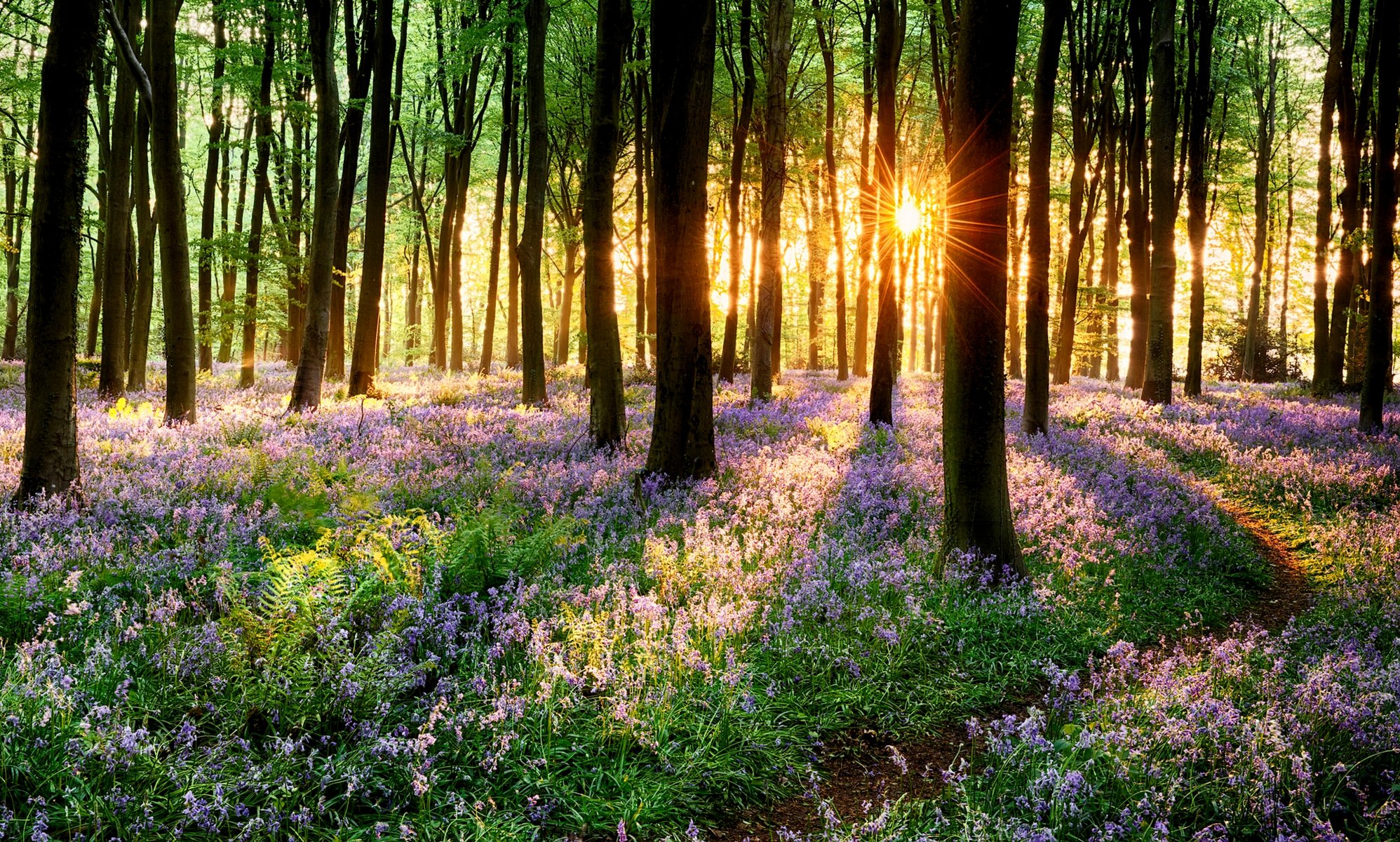 nature herbe fleurs printemps forêt parc arbres route promenade coucher de soleil printemps