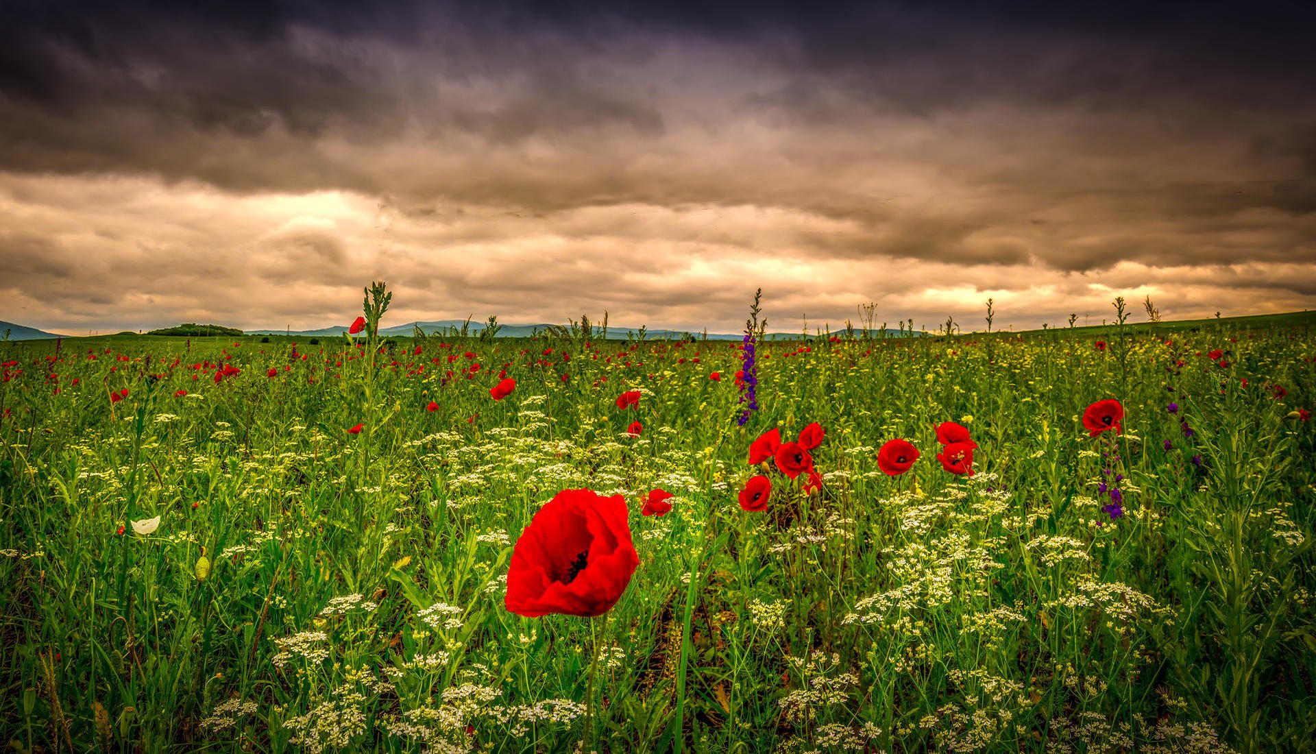 feld mohnblumen blumen feld gras wiese himmel wolken natur