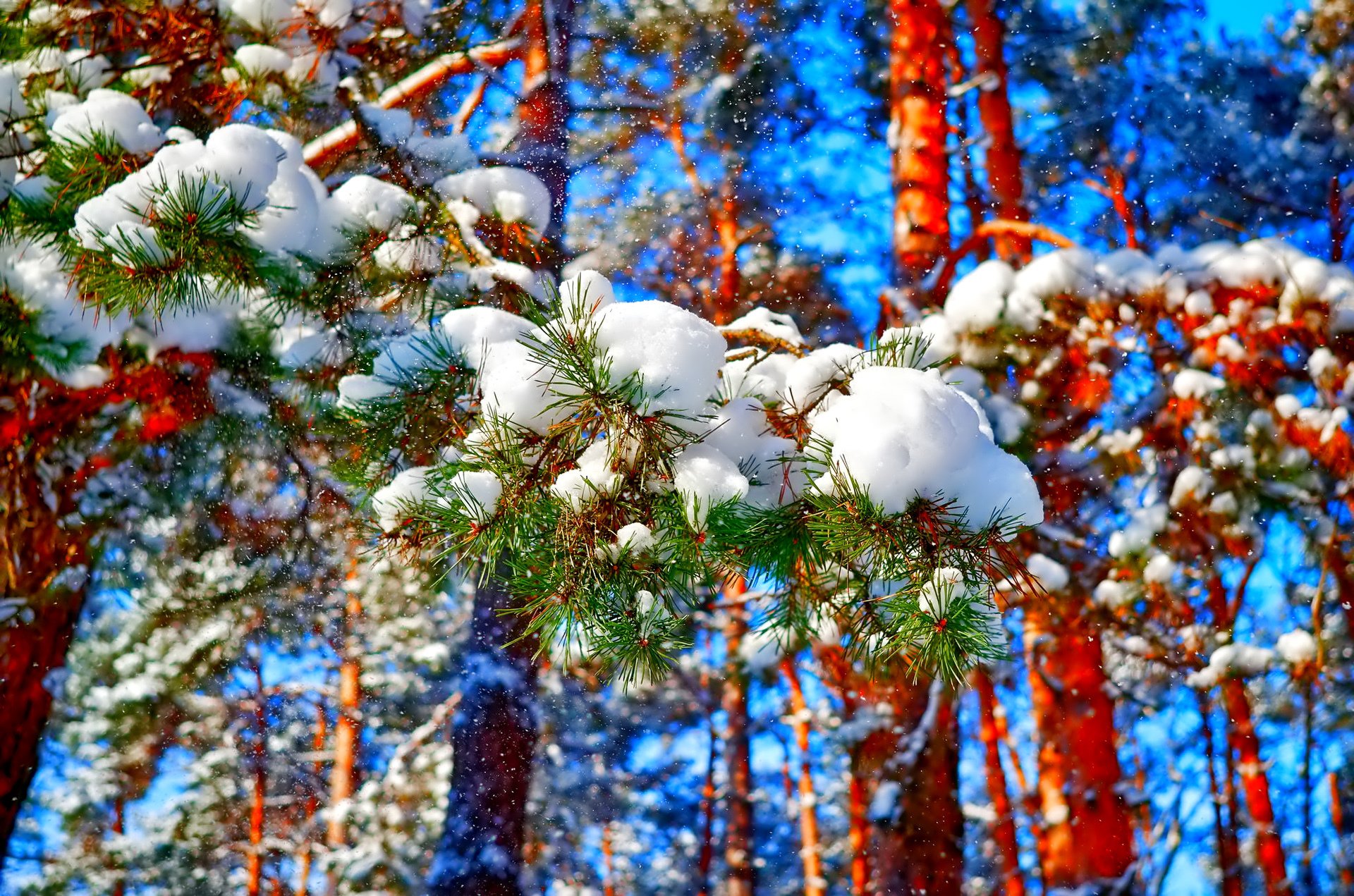 niebo las drzewa zima sosna śnieg igły