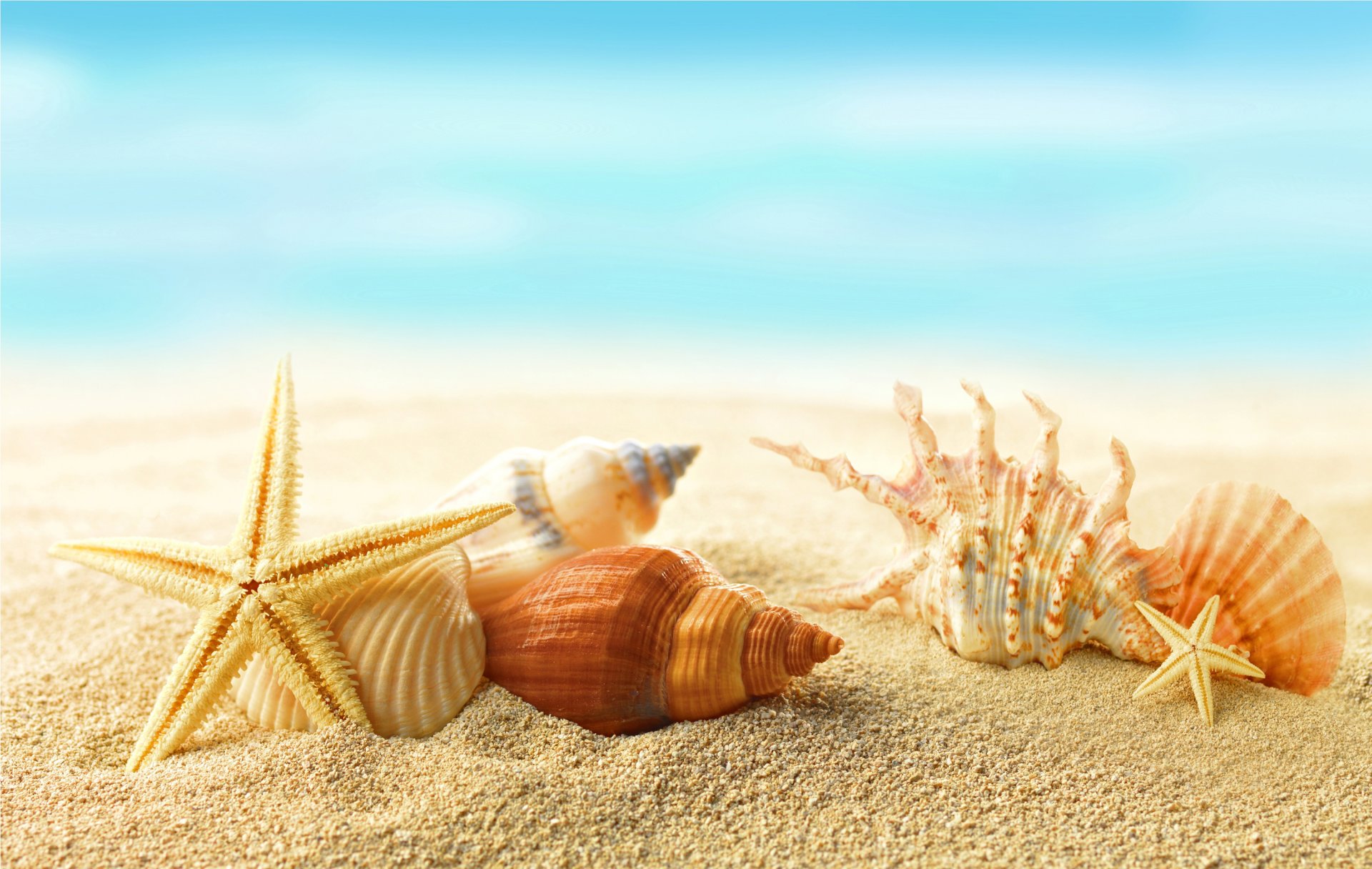 muscheln seesterne strand meer sonne sommer sand sterne