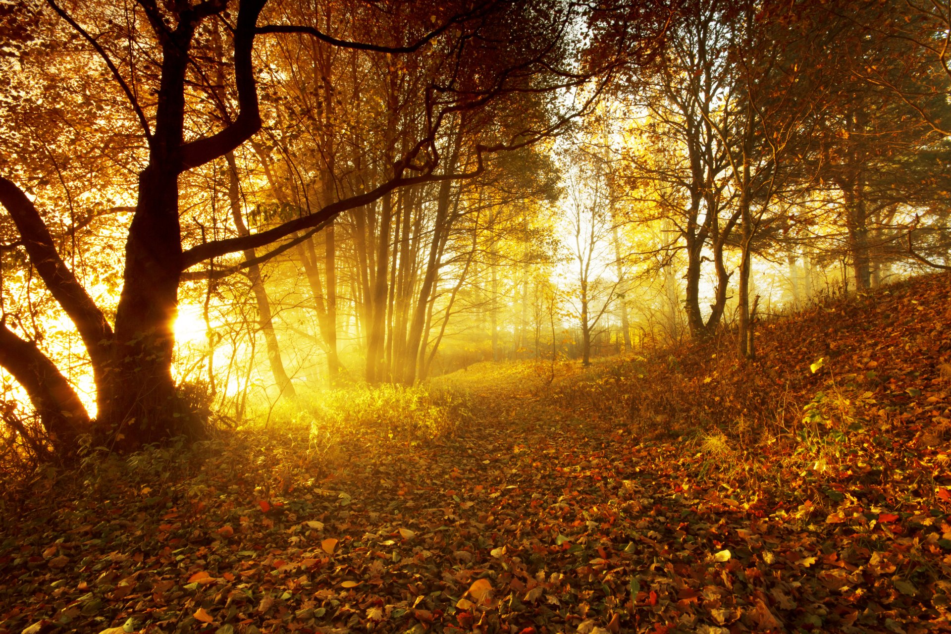 herbst wald blätter sonnenuntergang sonne laub bäume