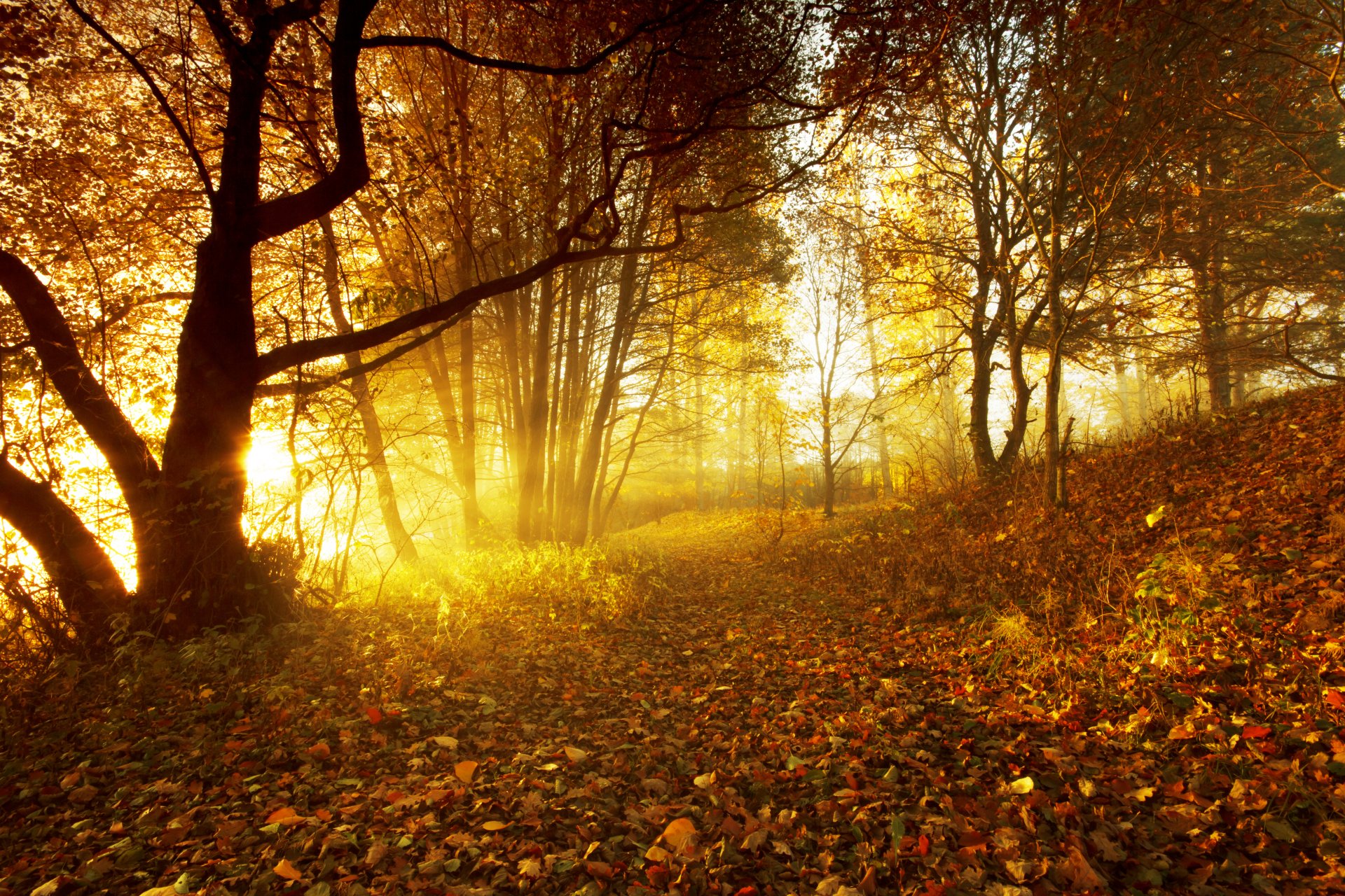 Осенний лес солнце